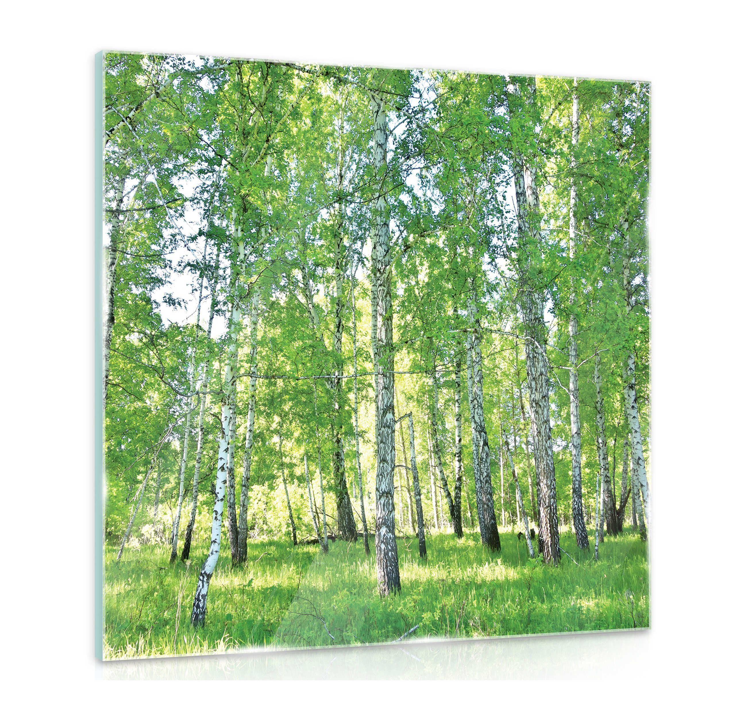 Wallarena Glasbild Wald Birkenwald Natur, Modern Glasbilder Wohnzimmer Schlafzimmer Badezimmer, Bild Auf Glas Wandbilder, (Einteilig), Premium Glasbilder