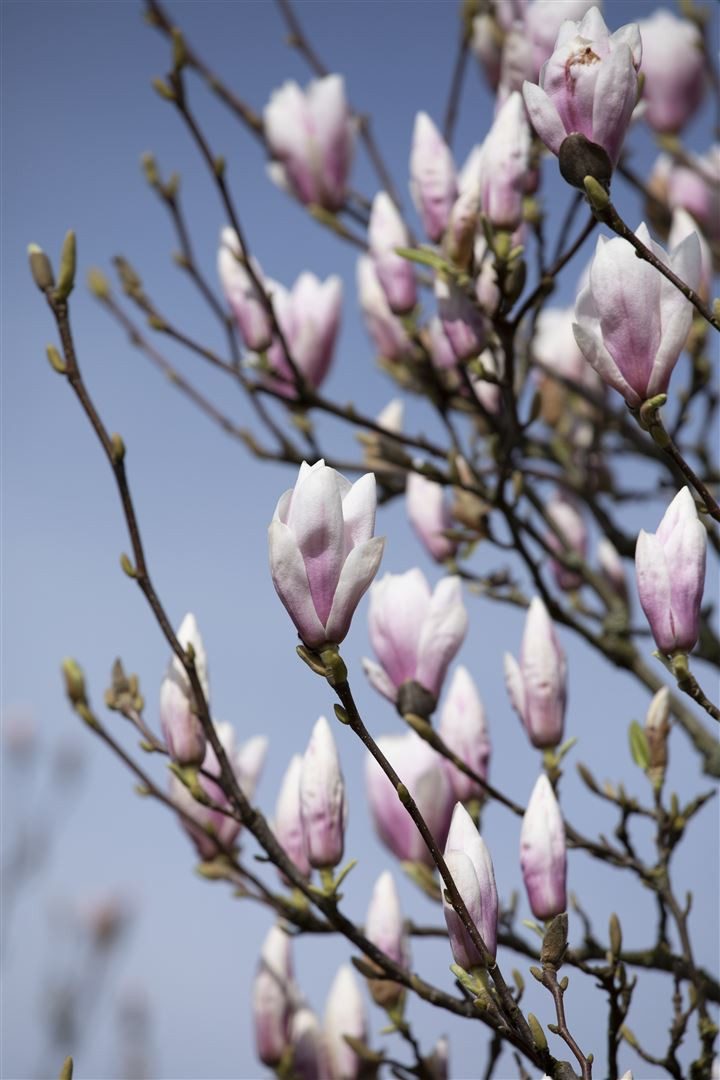 Pflanzen für Dich Gehölze Magnolia soulangiana Heaven Scent, 1 St., Tulpen-Magnolie, Magnolie