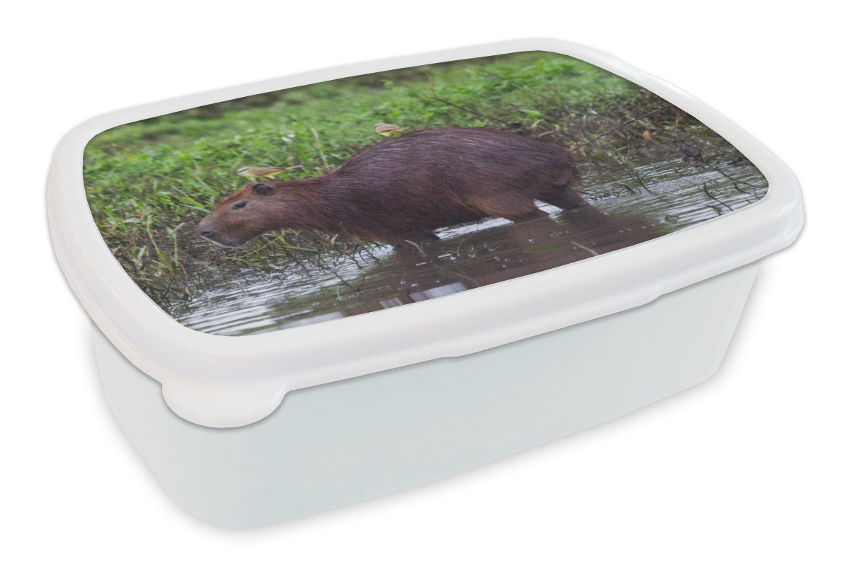 MuchoWow Lunchbox Ein Wasserschwein in einem Sumpfgebiet, Kunststoff, (2-tlg), Brotbox für Kinder und Erwachsene, Brotdose, für Jungs und Mädchen weiß