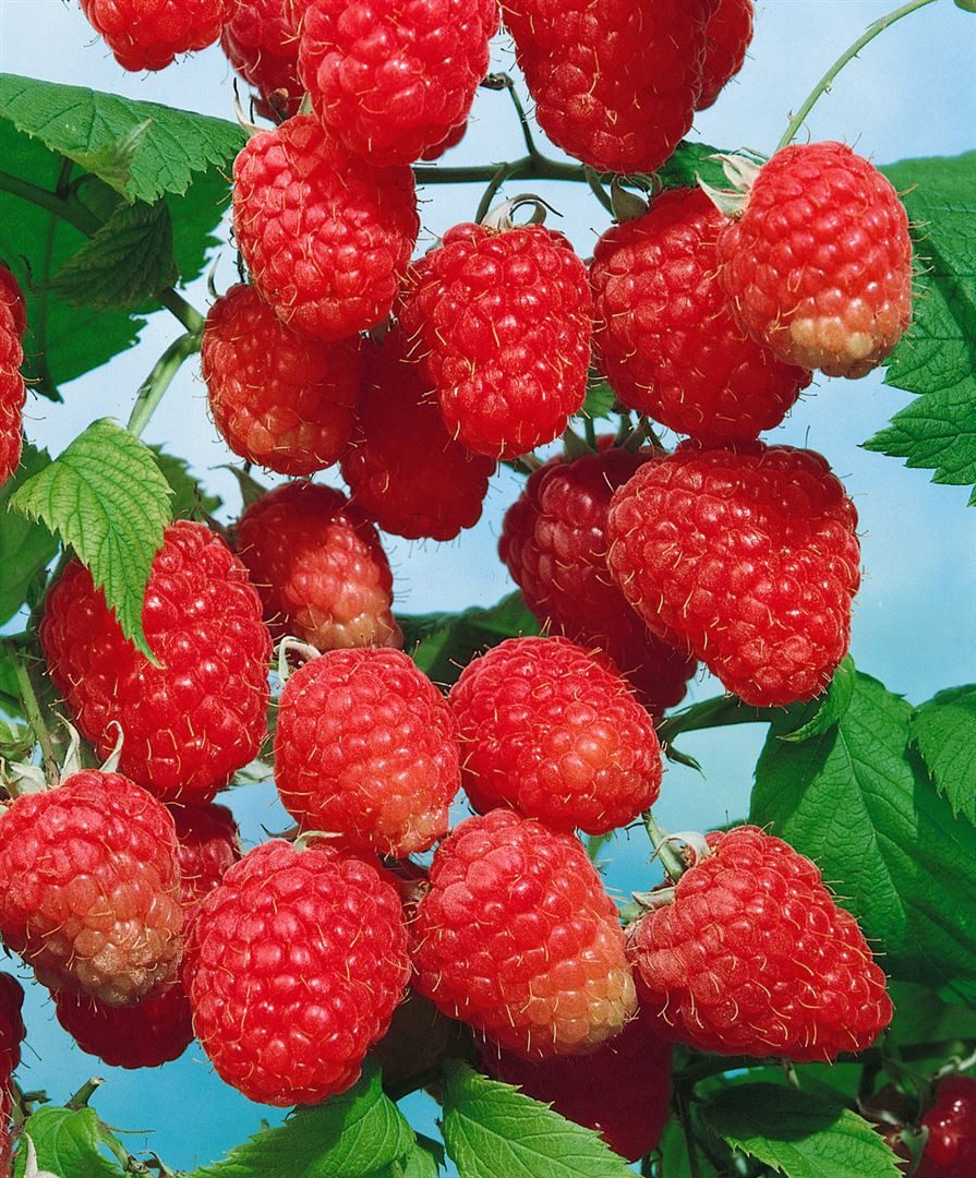 Pflanzen für Dich Obstpflanze Rubus illecebrosus, 1 St., Erdbeer-Himbeere, Japanische Erdbeer-Himbeere, erdbeerähnlich, essbare Früchte
