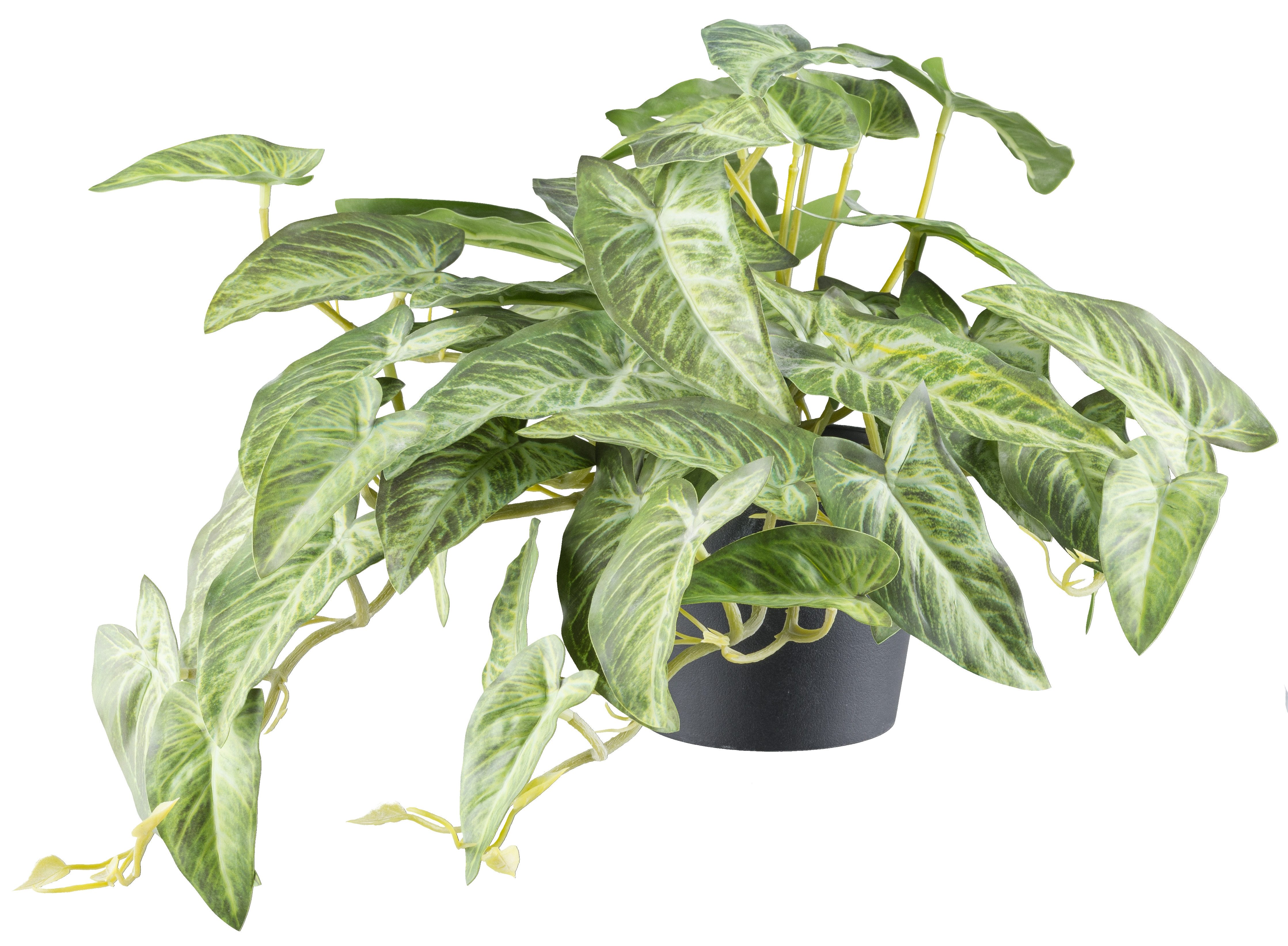 Kunstpflanze Alocasia, Creativ green, Höhe 40 günstig online kaufen