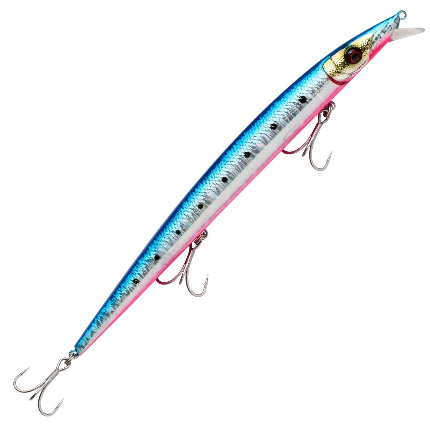 Pinkbelly Sardine