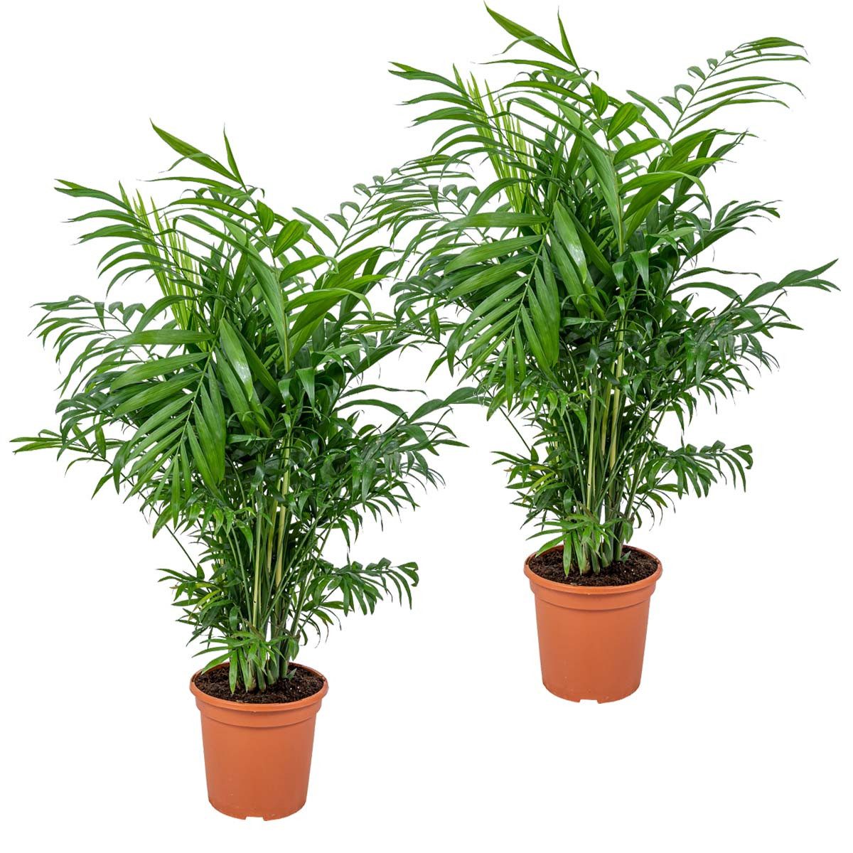 Bloomique Zimmerpflanze Bloomique - 2er Set - Chamaedorea Elegans - Bergpalme - Zimmerpflanzen, 2 St.