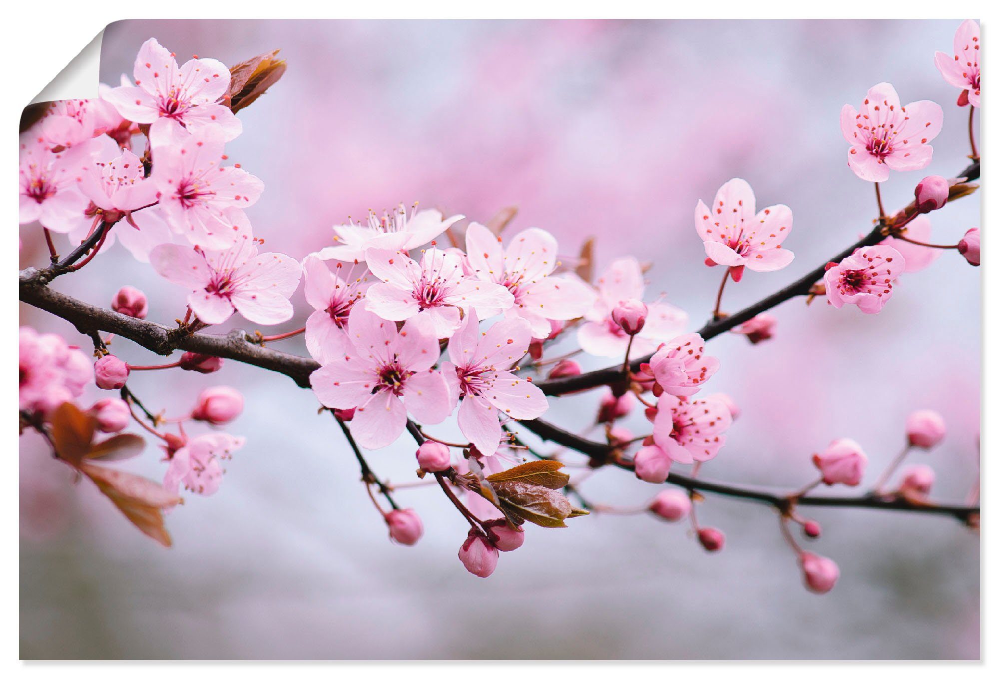 Artland Wandbild Kirschblüten, Blumen (1 St), günstig online kaufen