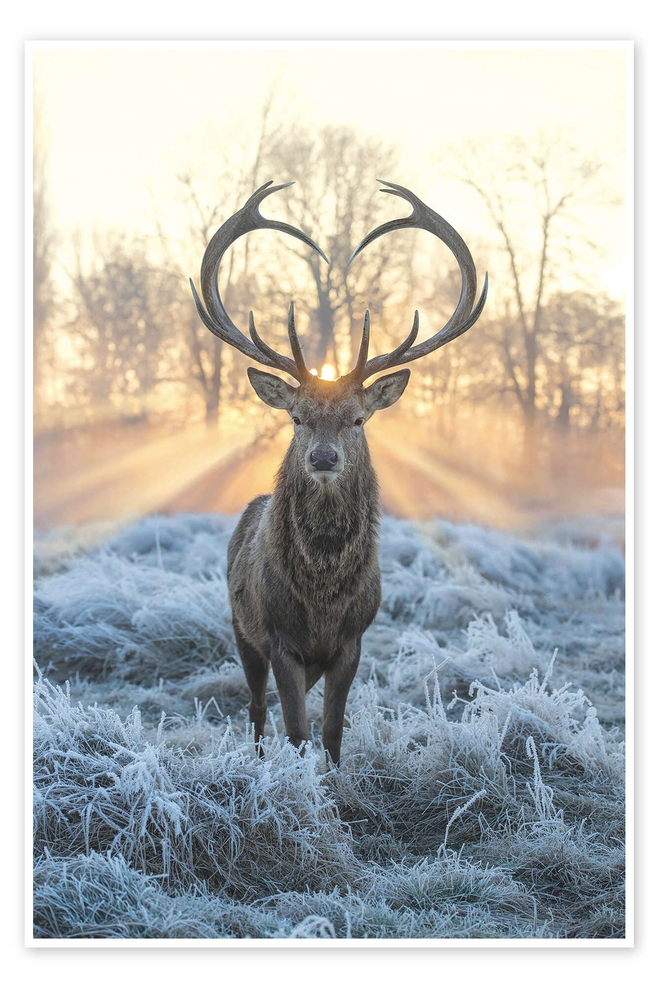 Posterlounge Wandbild Hirsch mit Herzgeweih, Max Ellis, erhältlich als Poster, Leinwandbild, Wandsticker oder Acrylglasbild