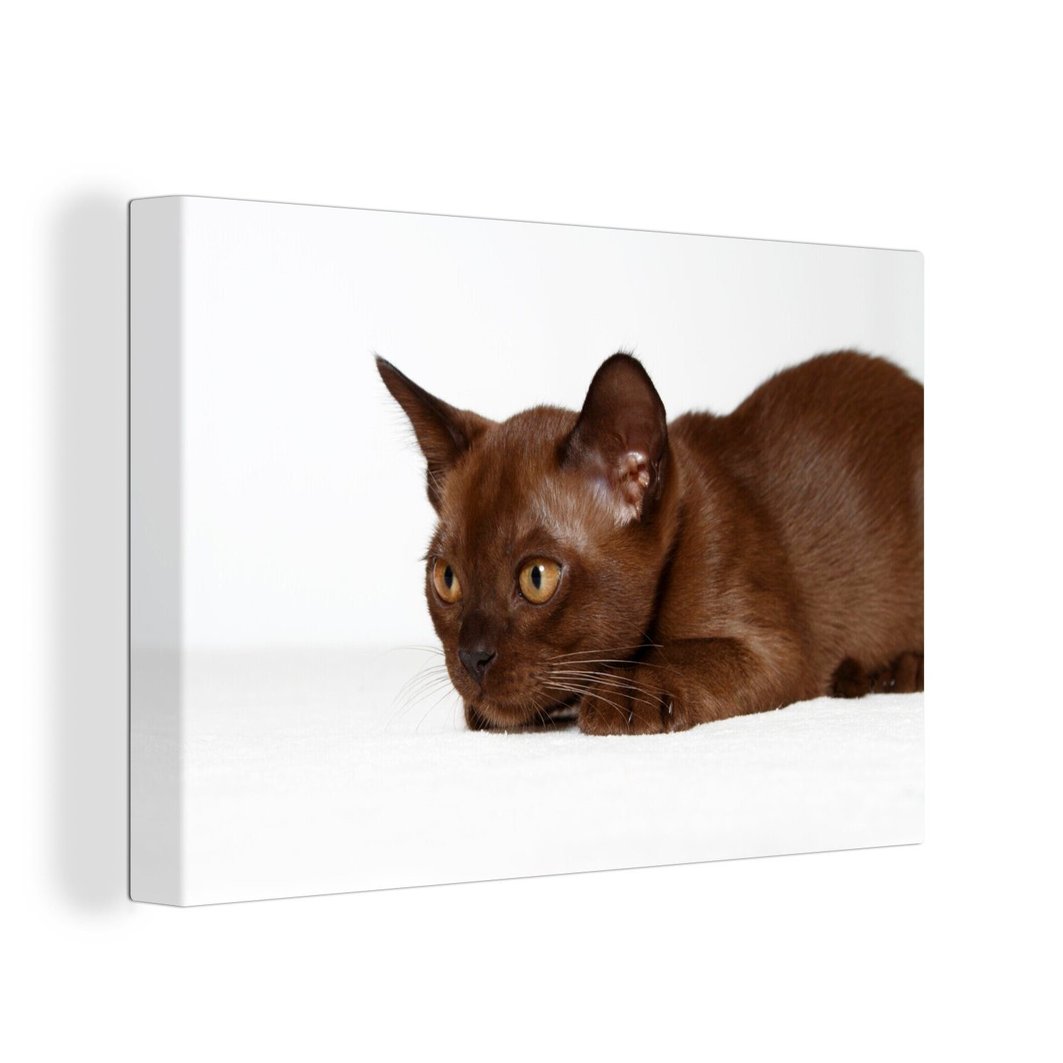 OneMillionCanvasses® Leinwandbild Bezaubernde 10 Wochen alte burmesische Katze, (1 St), Wandbild Leinwandbilder, Aufhängefertig, Wanddeko, 30x20 cm