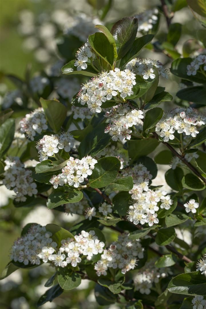 Pflanzen für Dich Gehölze Aronia prunifolia Viking, 1 St., Apfelbeere, Schwarze Apfelbeere