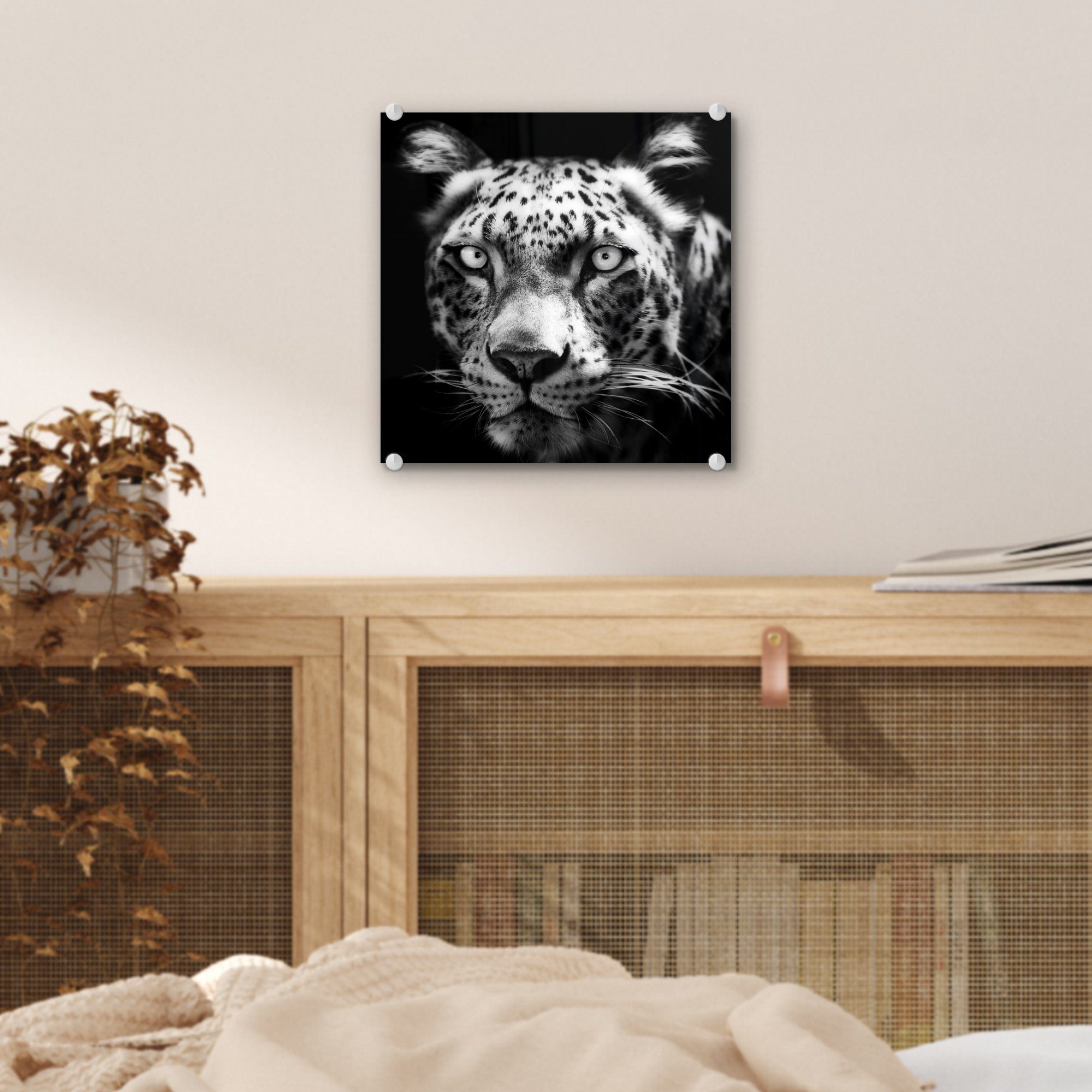 MuchoWow Acrylglasbild Nahaufnahme Persischer Leopard Glasbilder Schwarz, Bilder Glas schwarzem (1 Wandbild auf St), in auf - - Glas - Foto Wanddekoration Hintergrund vor