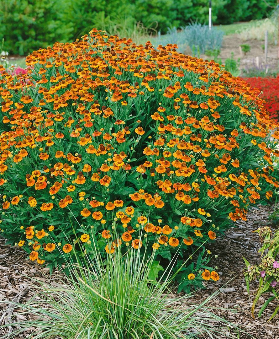 Pflanzen für Dich Staude Helenium 'Sahin's Early Flowerer', 1 St., Sonnenbraut