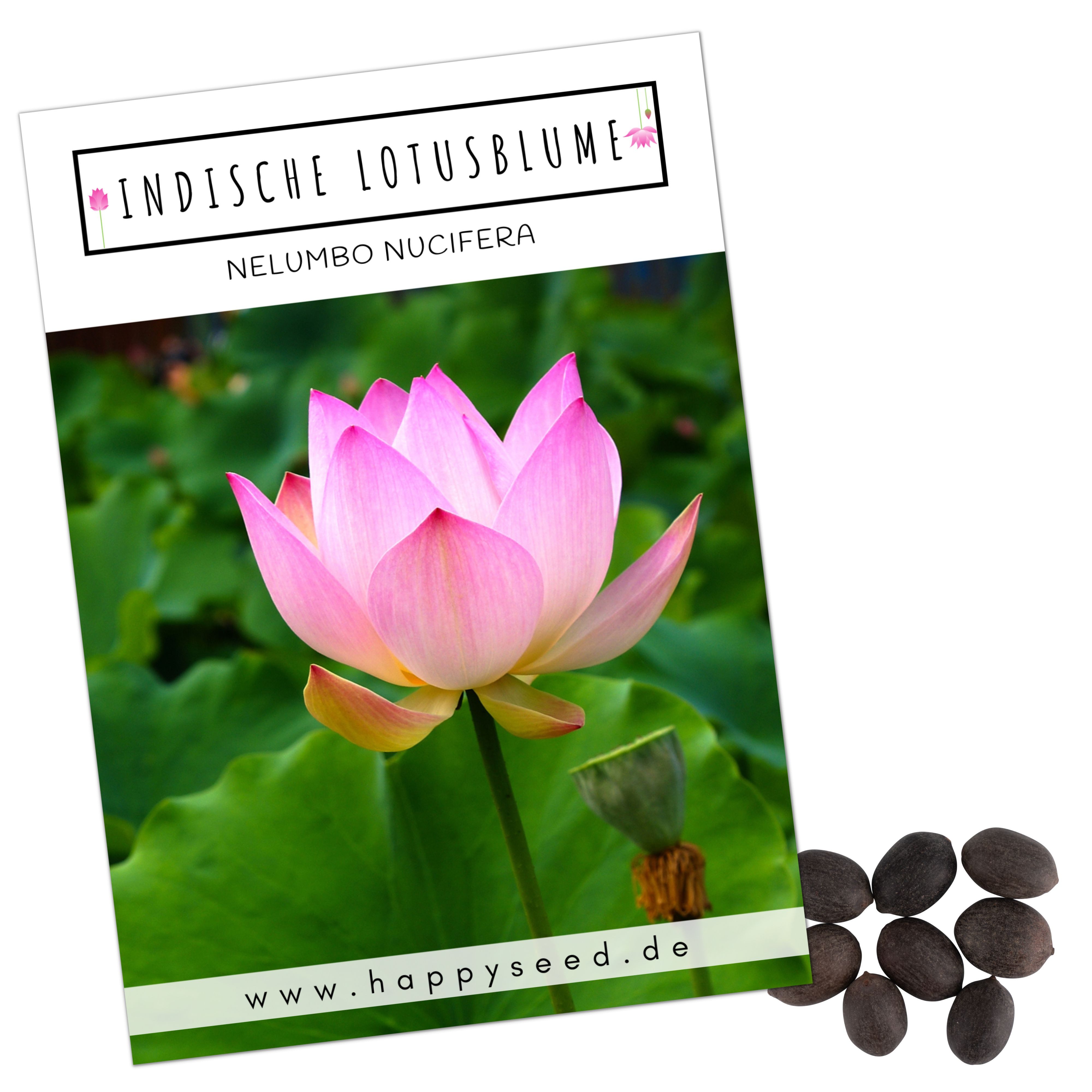 Blumensamen Lotus Samen winterhart (Nelumbo nucifera) - Indische Lotusblume Samen