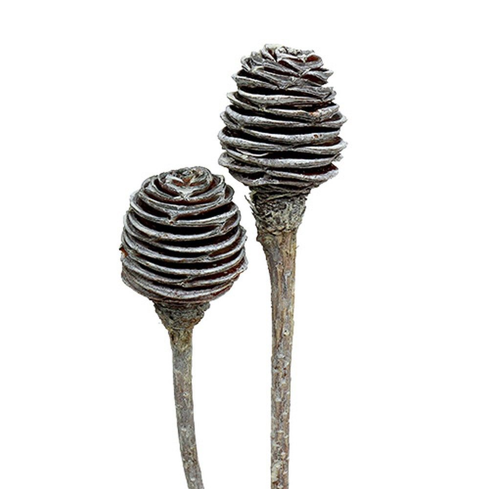 Trockenblume Platyspermum Deko Zweige 25 Stück, Weiß gewaschen - Natur, Florists Products, Höhe 6 cm
