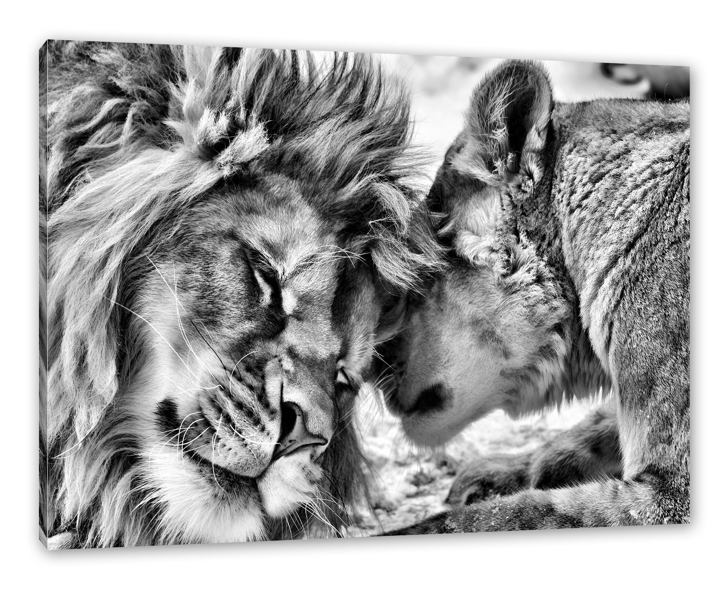 Kuschelnde Löwen, Pixxprint (1 Zackenaufhänger Leinwandbild Löwen Leinwandbild fertig bespannt, Kuschelnde inkl. St),