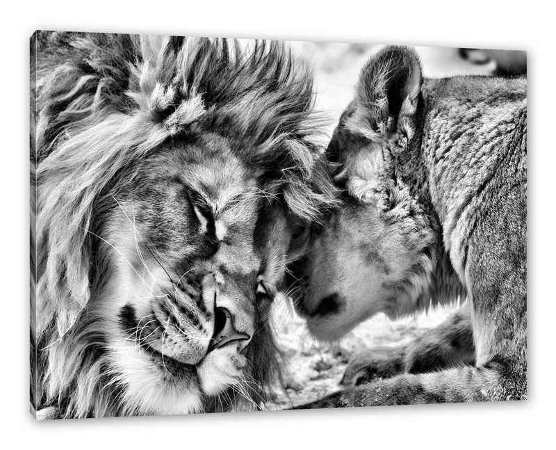 Pixxprint Leinwandbild Kuschelnde Löwen, Kuschelnde Löwen (1 St), Leinwandbild fertig bespannt, inkl. Zackenaufhänger