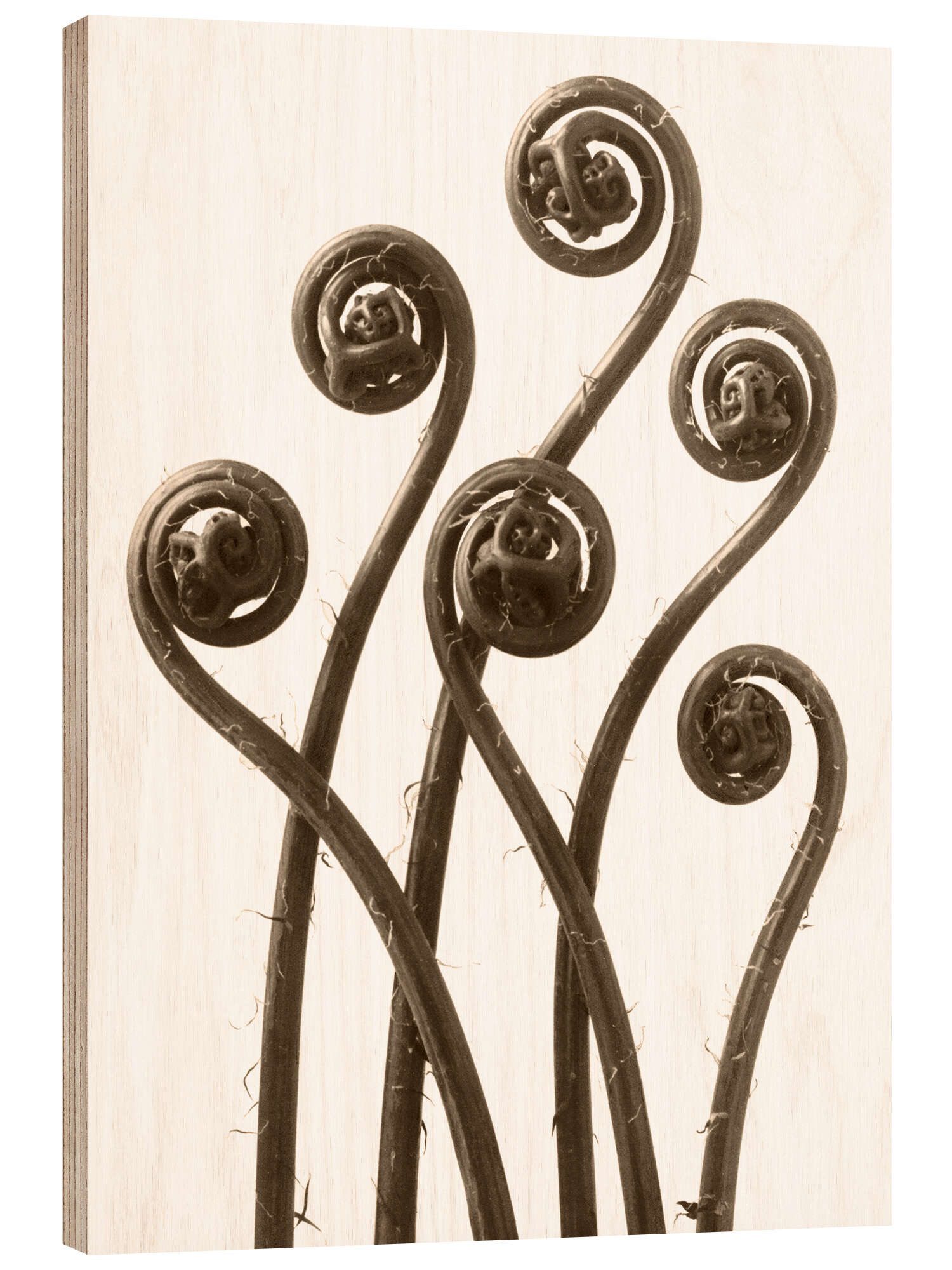 Posterlounge Wandbild Frauenhaarfarn, Karl Blossfeldt, erhältlich als Poster, Leinwandbild, Wandsticker oder Acrylglasbild