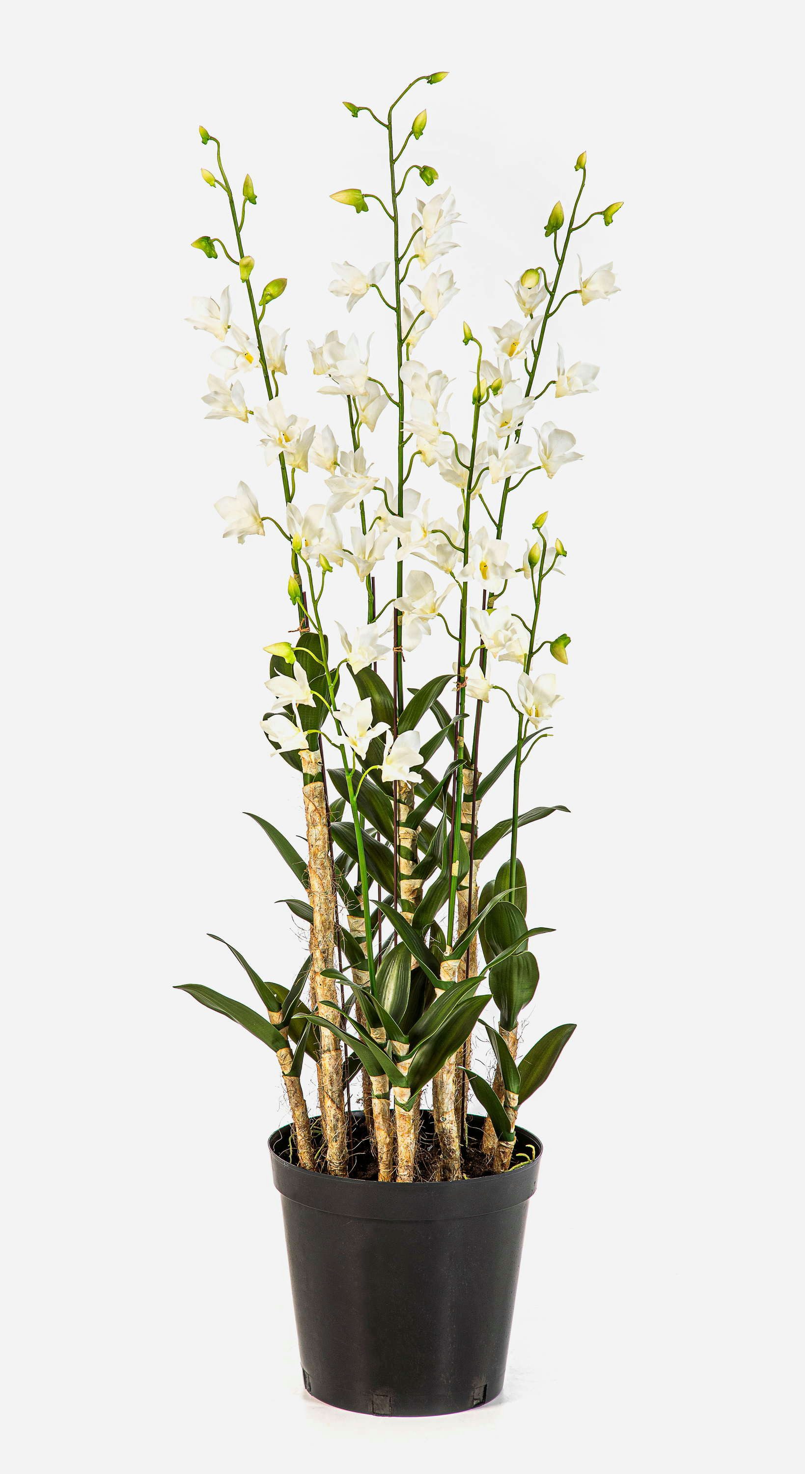 Kunstorchidee Künstliche Orchidee LOFINA im Dekotopf, weiß, 130cm Orchidee (Orchidee dendrobium sonia), artplants, Höhe 130.0 cm