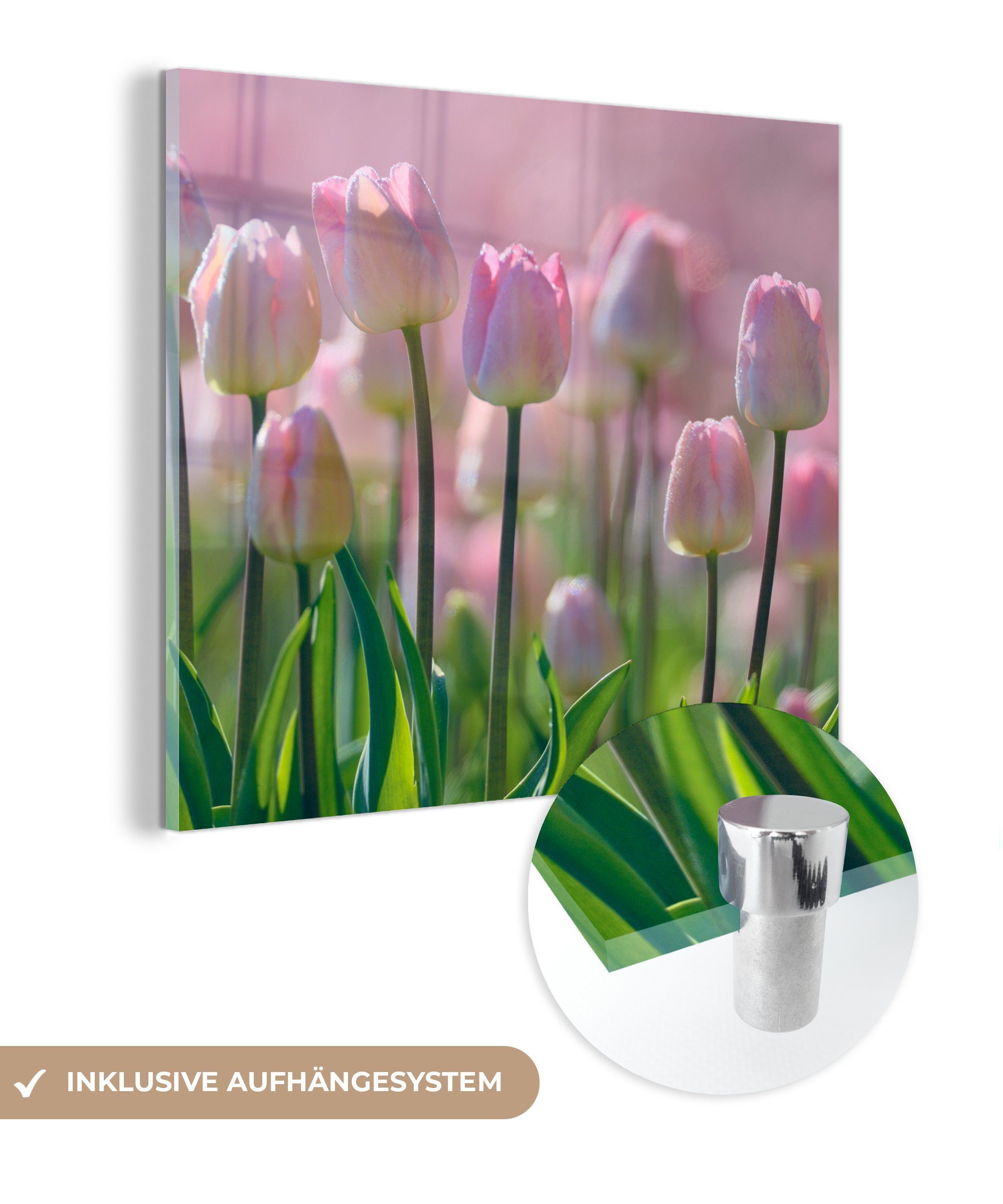 MuchoWow Acrylglasbild Rosa Tulpen im Frühling, (1 St), Glasbilder - Bilder auf Glas Wandbild - Foto auf Glas - Wanddekoration