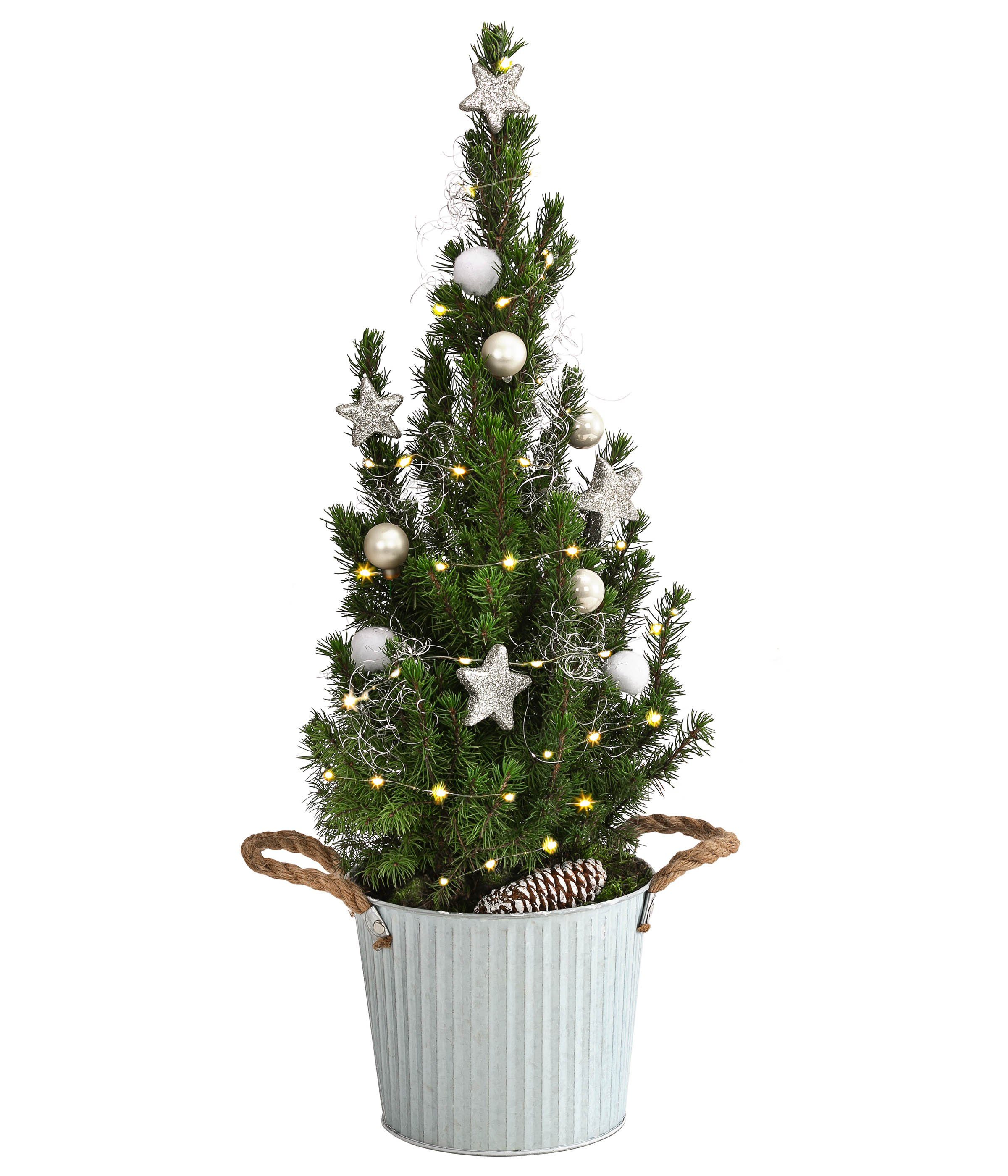 Dehner Echter Weihnachtsbaum »Linus, geschmückt, 50-55 cm, mit Lichterkette«,  mit Timer-Funktion, echte Mini-Zuckerhutfichte im Zinktopf Ø 17 cm