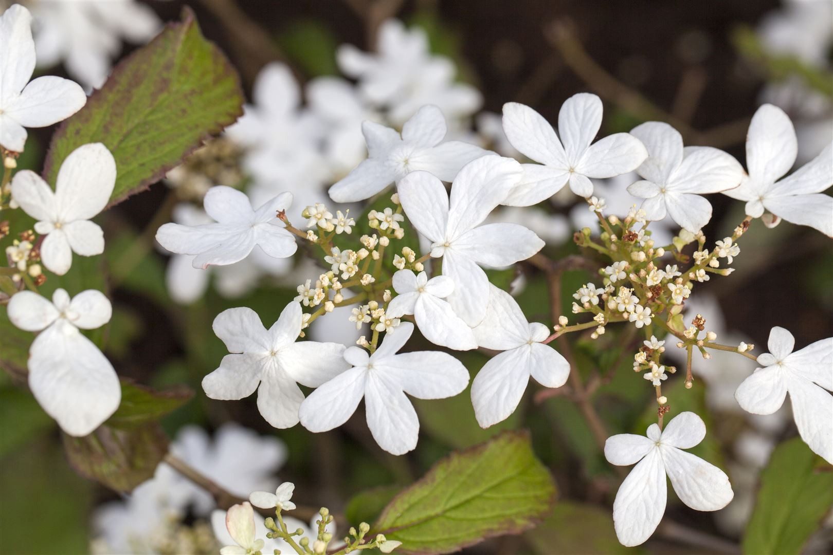 Pflanzen für Dich Gehölze Viburnum plicatum Watanabe, 1 St., Japanischer Schneeball, Etagen-Schneeball