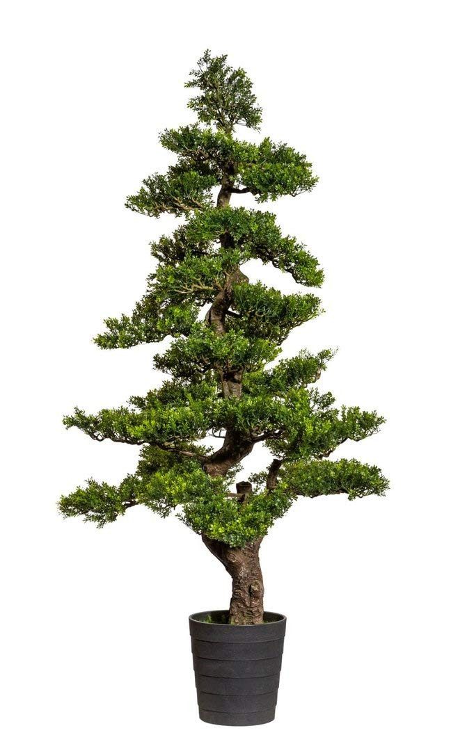 Kunstbonsai Künstlicher Bonsai Teeblatt Kunstbaum 150x70cm GA Kunstbaum, Seidenblumen Roß, Höhe 150,00 cm
