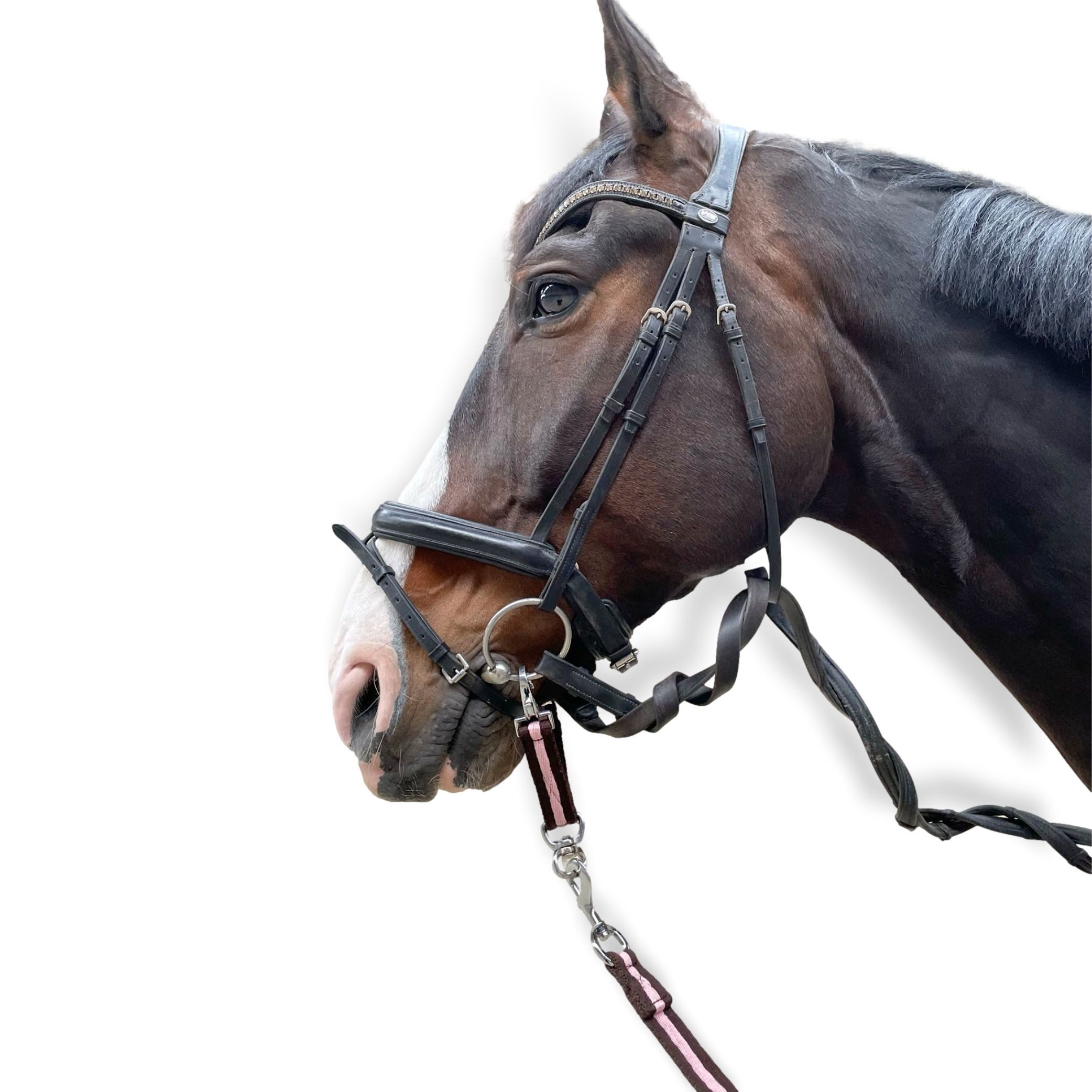 Pferdelinis Führleine Longierbrille Pferd mit Karabiner, für Longieren, Gymnastizieren, Verbindung beider Gebissringe