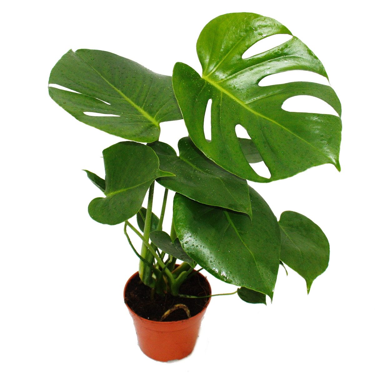 Exotenherz Zimmerpflanze Monstera deliciosa - Fensterblatt - 12cm Topf - ca günstig online kaufen