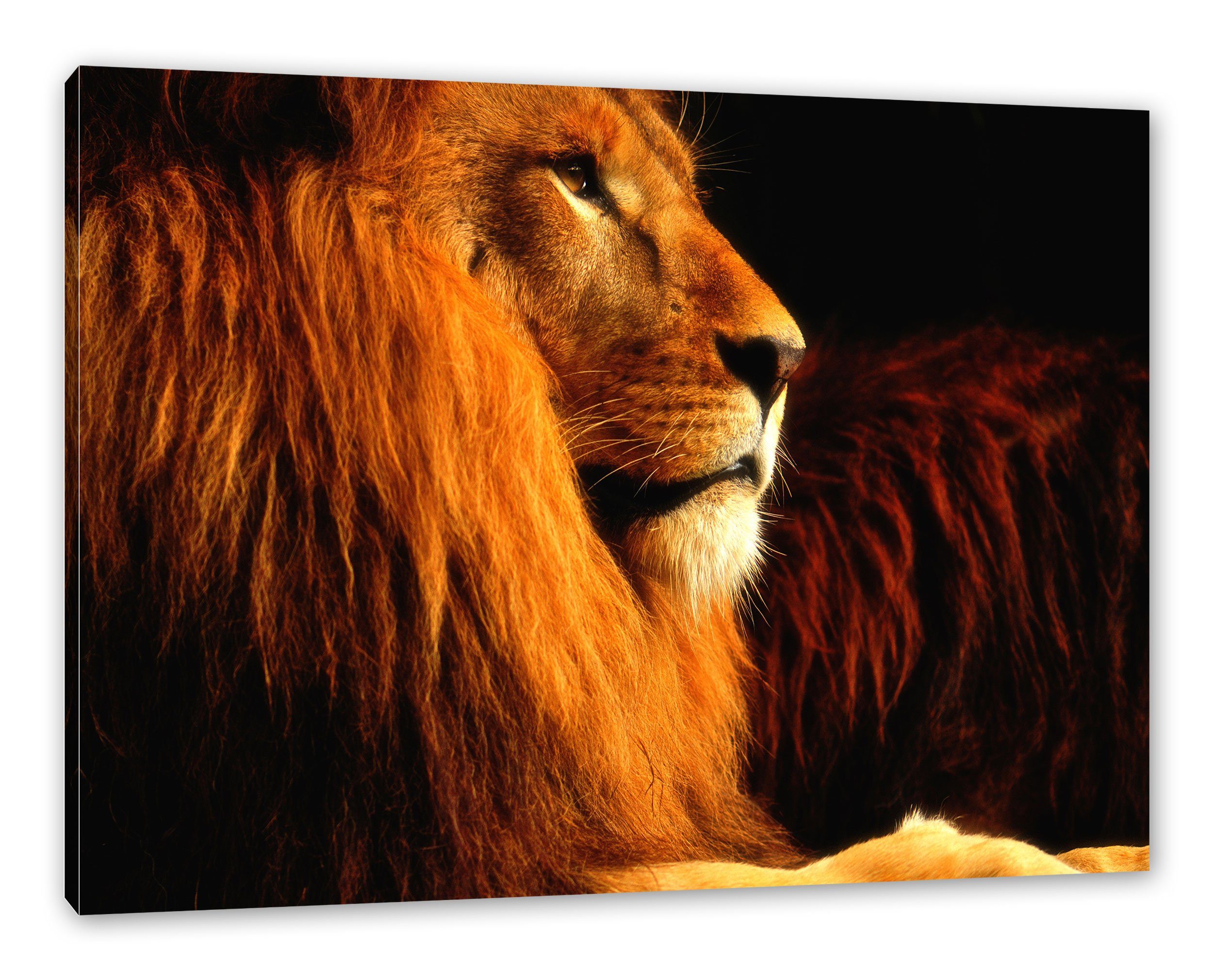 Löwe, Zackenaufhänger (1 Pixxprint Leinwandbild Leinwandbild Löwe Majestätischer inkl. bespannt, stolzer St), stolzer fertig Majestätischer