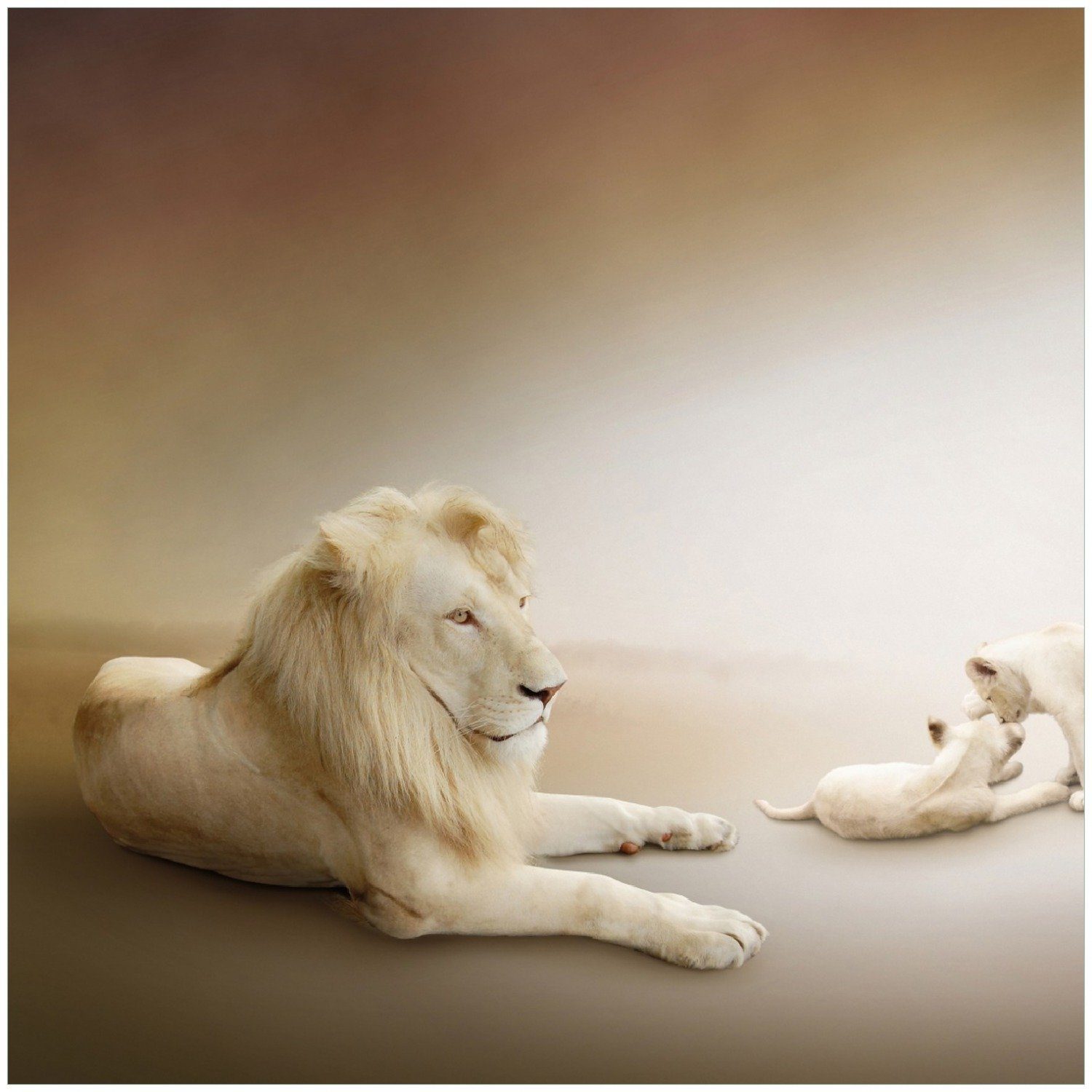 Wallario Memoboard mit Löwenfamilie Jungtieren