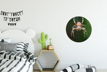 MuchoWow Wandsticker Porträt einer Spinne (1 St), Tapetenkreis für Kinderzimmer, Tapetenaufkleber, Rund, Wohnzimmer