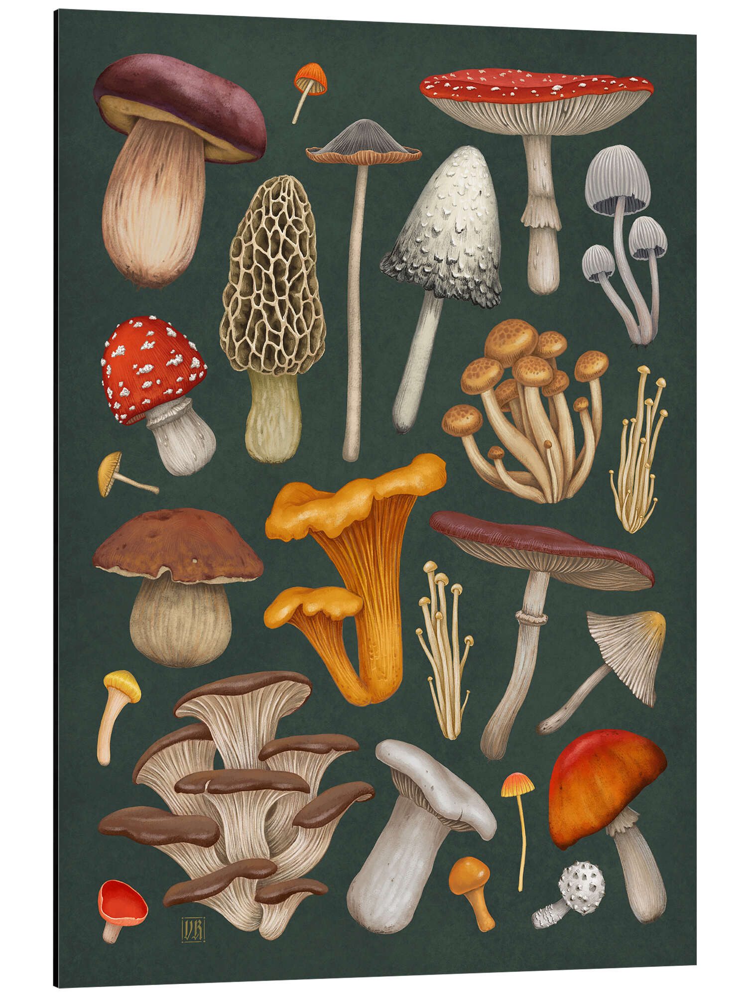Posterlounge Alu-Dibond-Druck Vasilisa Romanenko, Pilze, Wohnzimmer Natürlichkeit Illustration