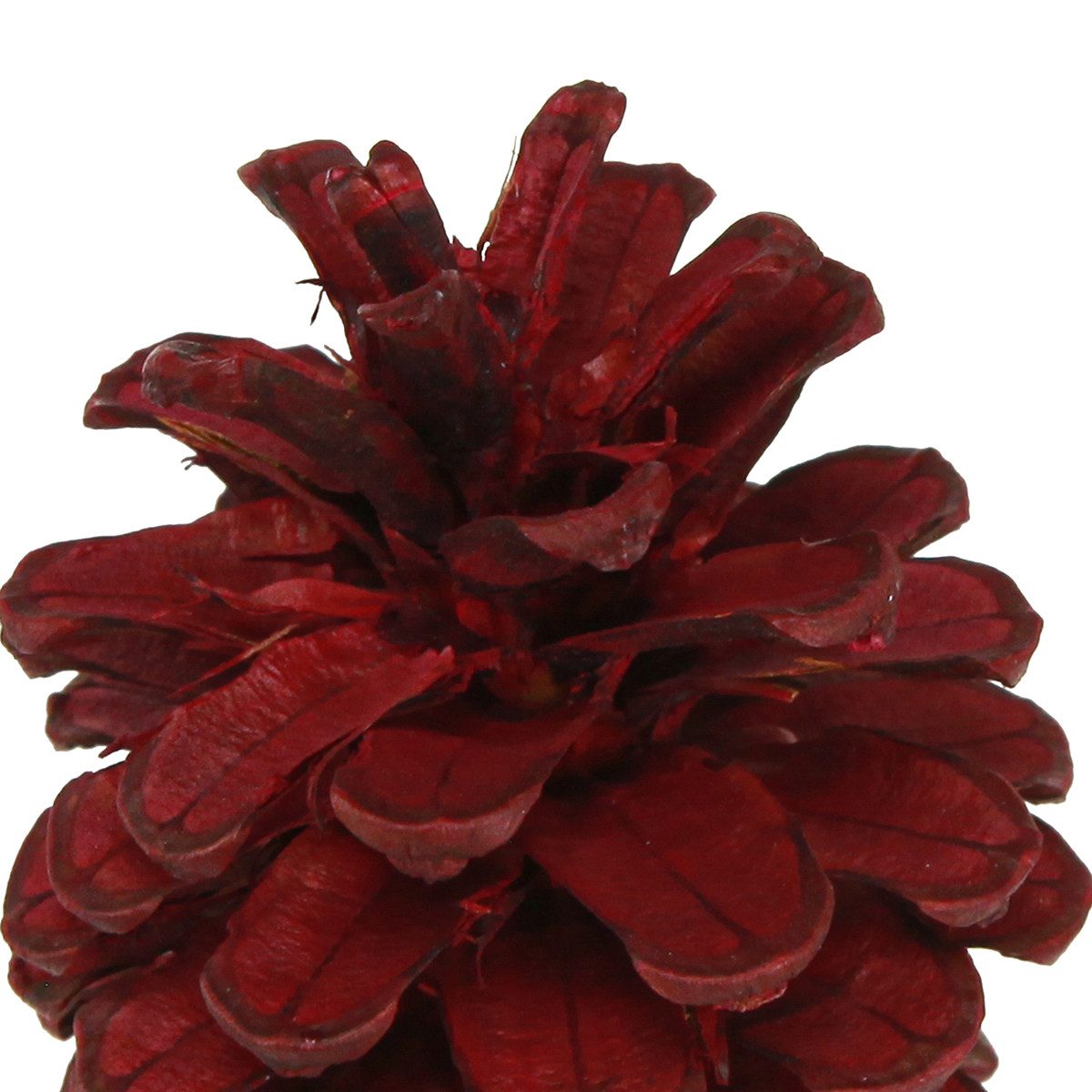 Trockenblume Schwarzkiefern Deko Zapfen Rot Bordeaux 6-8cm Weihnachten 6 Stk, 6, Viana, Höhe 8 cm