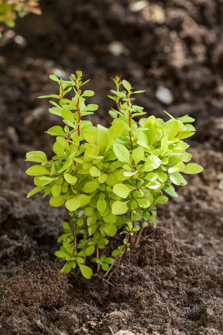 Pflanzen für Dich Gehölze Berberis thunb. 'Maria', 1 St., Thunberg-Berberitze, Goldberberitze
