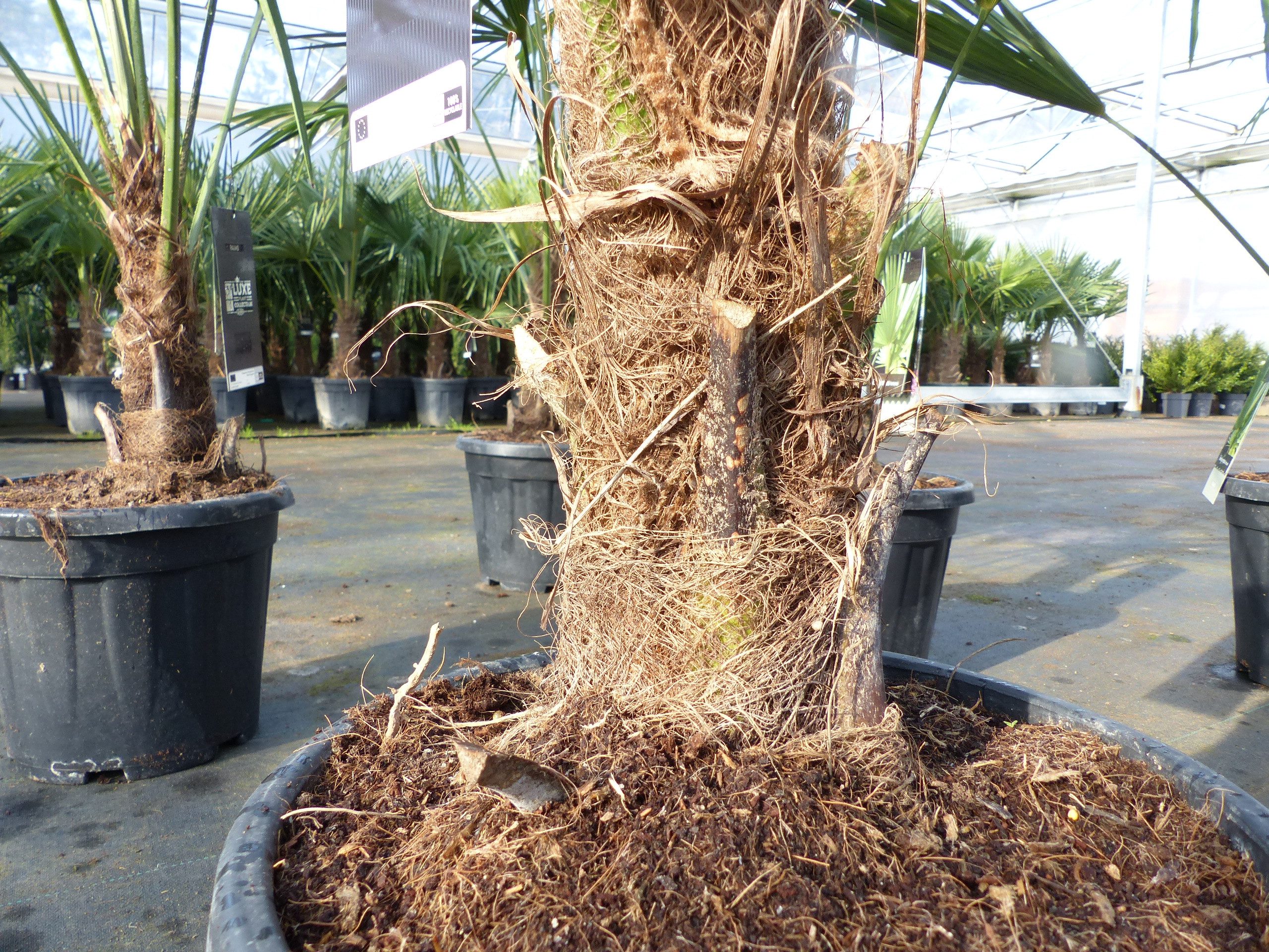 gruenwaren jakubik Baum Trachycarpus fortunei 130 - 150 cm Palme Hanfpalme, winterhart – Bild 2 von 5
