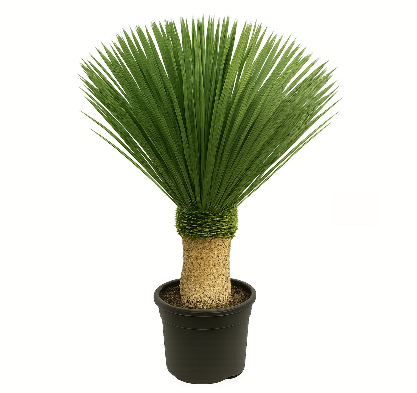 Palms-Store Baum Yucca Rostrata ca.100cm Winterhart bis –19 °C, blaue Palmlilie, Premium Qualität
