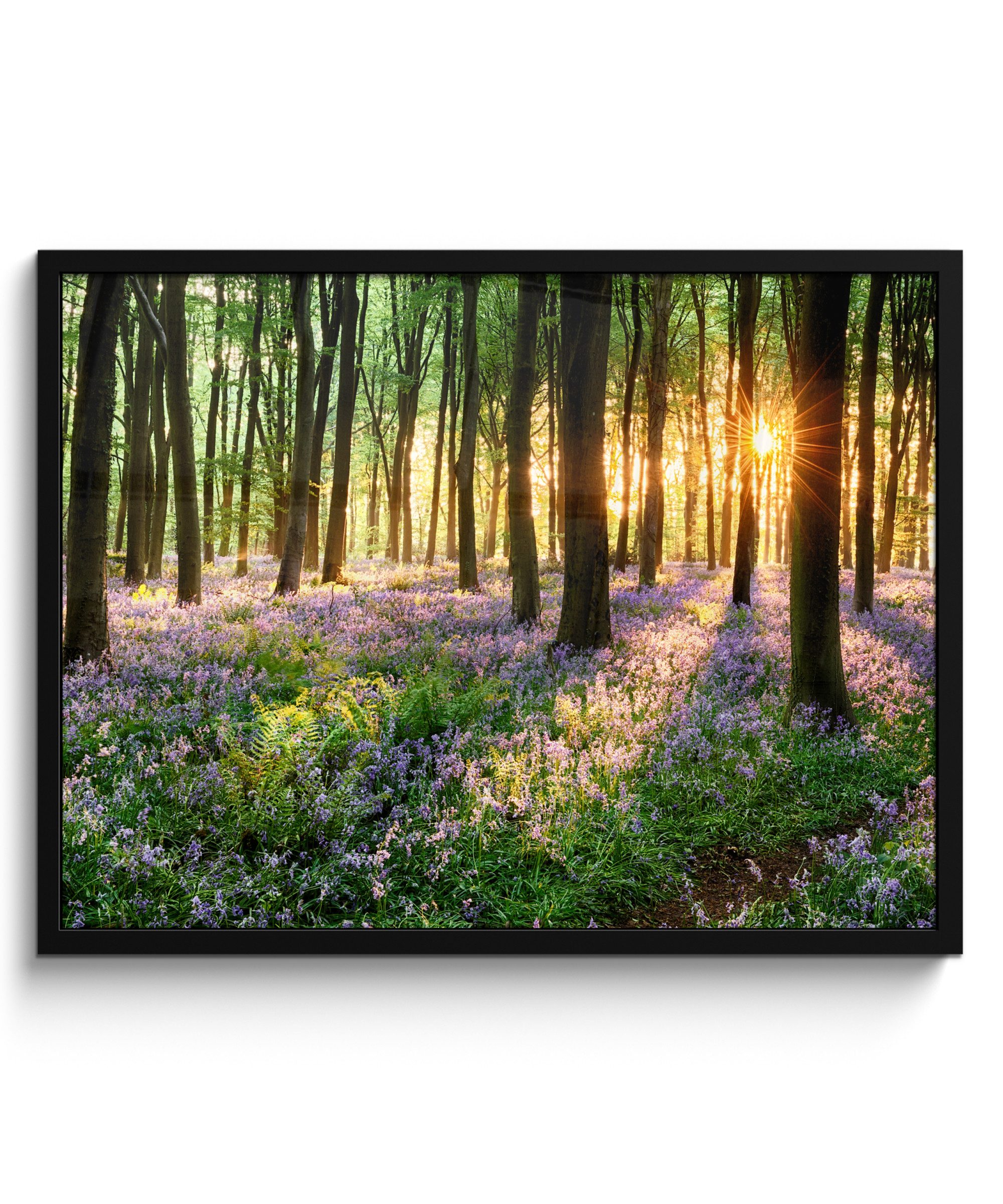 Poster Wald - Blumen - Lavendel - Sonne - Lila - Natur