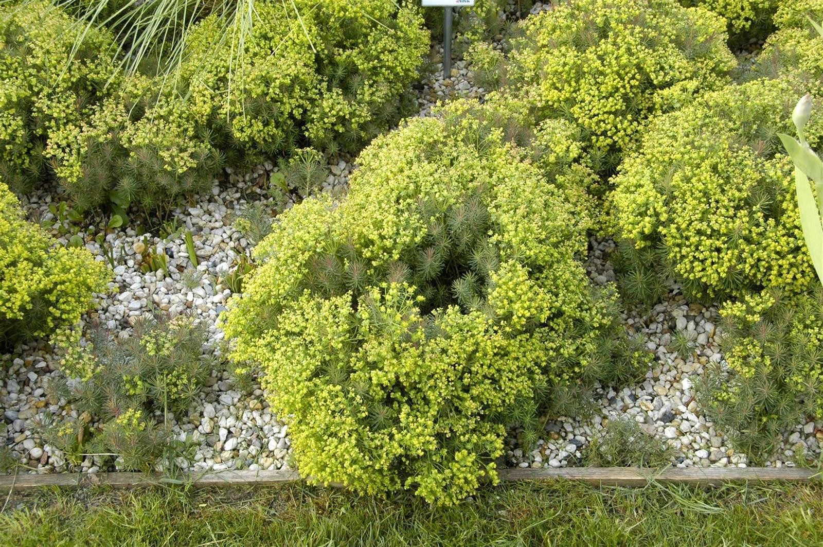 Pflanzen für Dich Staude Euphorbia cypar. Fens Ruby, 1 St., Zypressen-Wolfsmilch