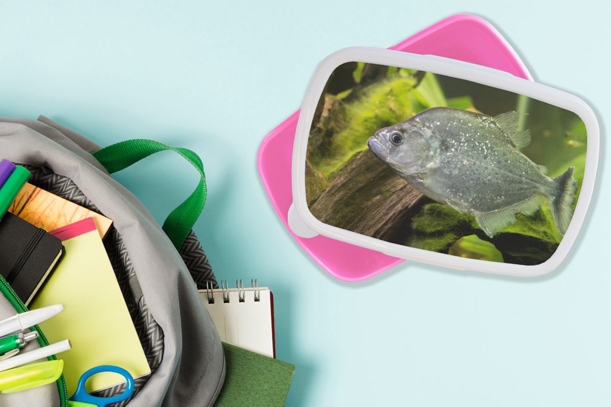 MuchoWow Lunchbox Fisch - - Fisch, Brotdose Kunststoff, Kunststoff Snackbox, Grün (2-tlg), Kinder, rosa Brotbox Erwachsene, Mädchen, für