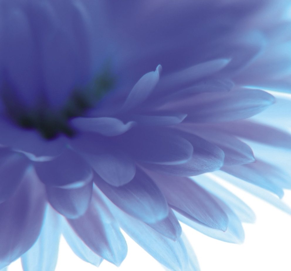 Rasch Fototapete Blumenblüte - Vliestapete Weiß Blau Lila, floral, (1 Rolle, 1 St., Kollektion 'Magicwalls' - 2,65 m x 2,65 m), Lichtbeständige Farben - Feucht abwischbar - Restlost abziehbar