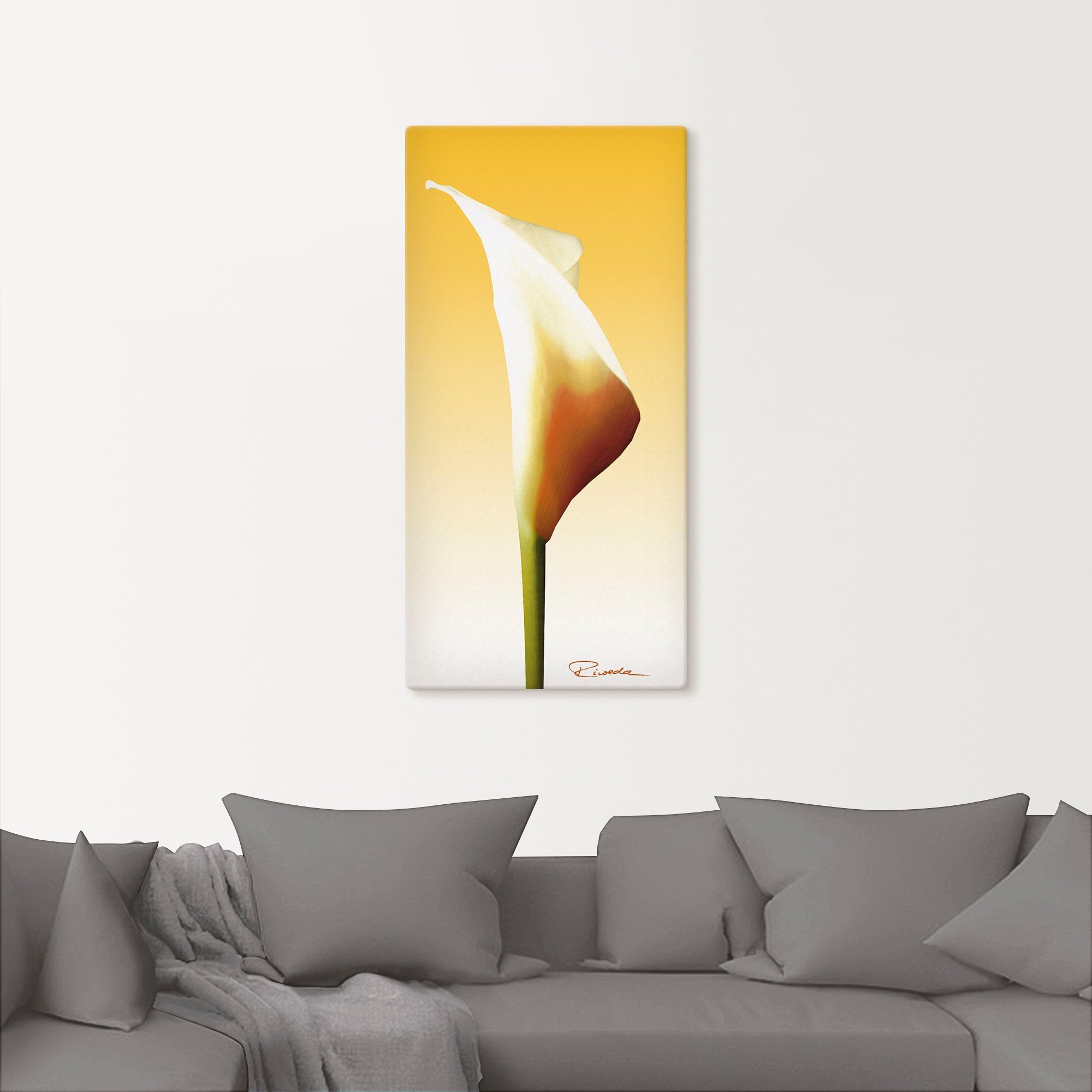 oder Leinwandbild, Poster (1 Blumenbilder versch. I, Alubild, St), Artland Wandaufkleber Calla Größen Sonnenschein als in Wandbild
