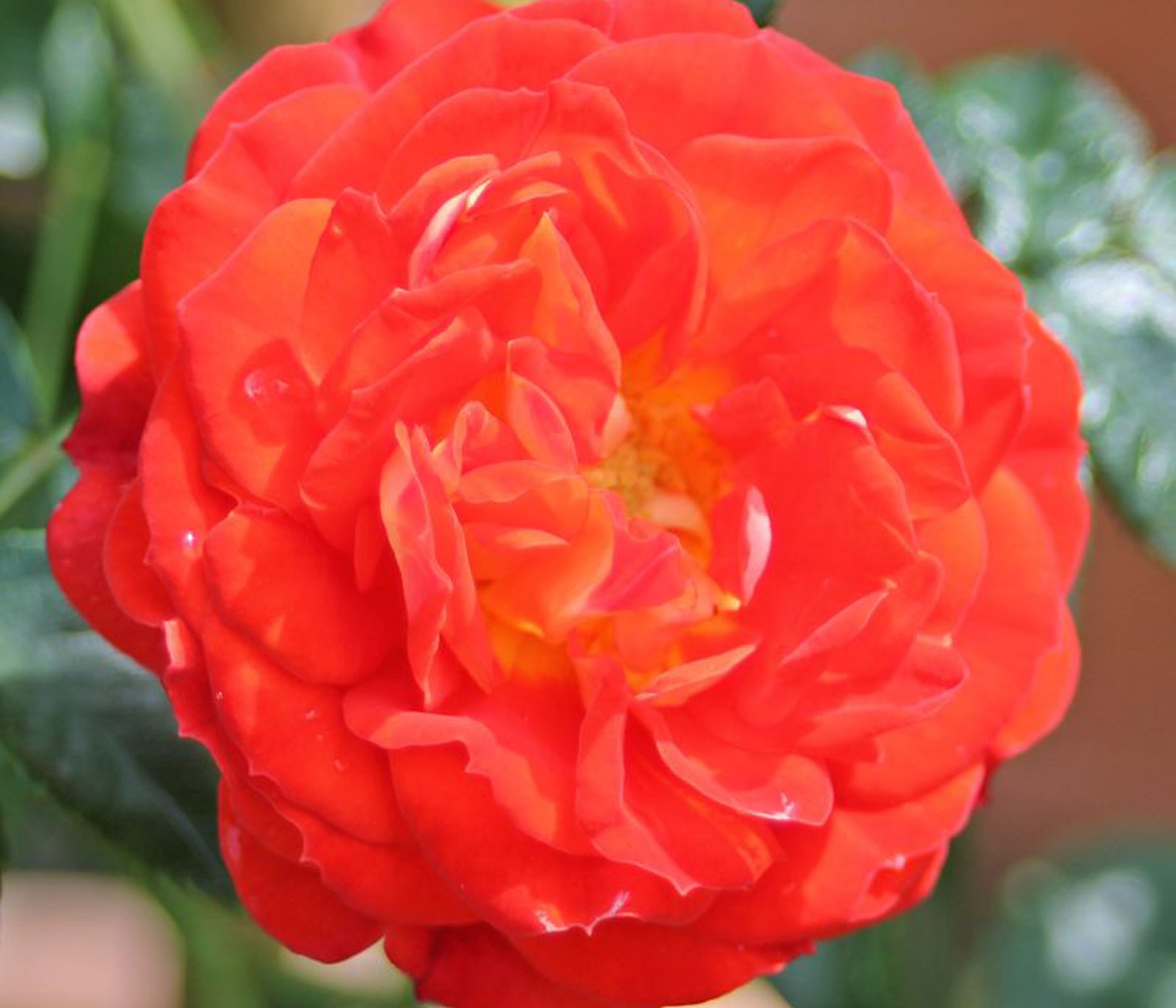 Dehner Rose Zwerg-Kletterrose Starlet® Carmen®, 15-30 cm, gefüllte duftende Blüten, Farbe orange-rot, Züchter Tantau