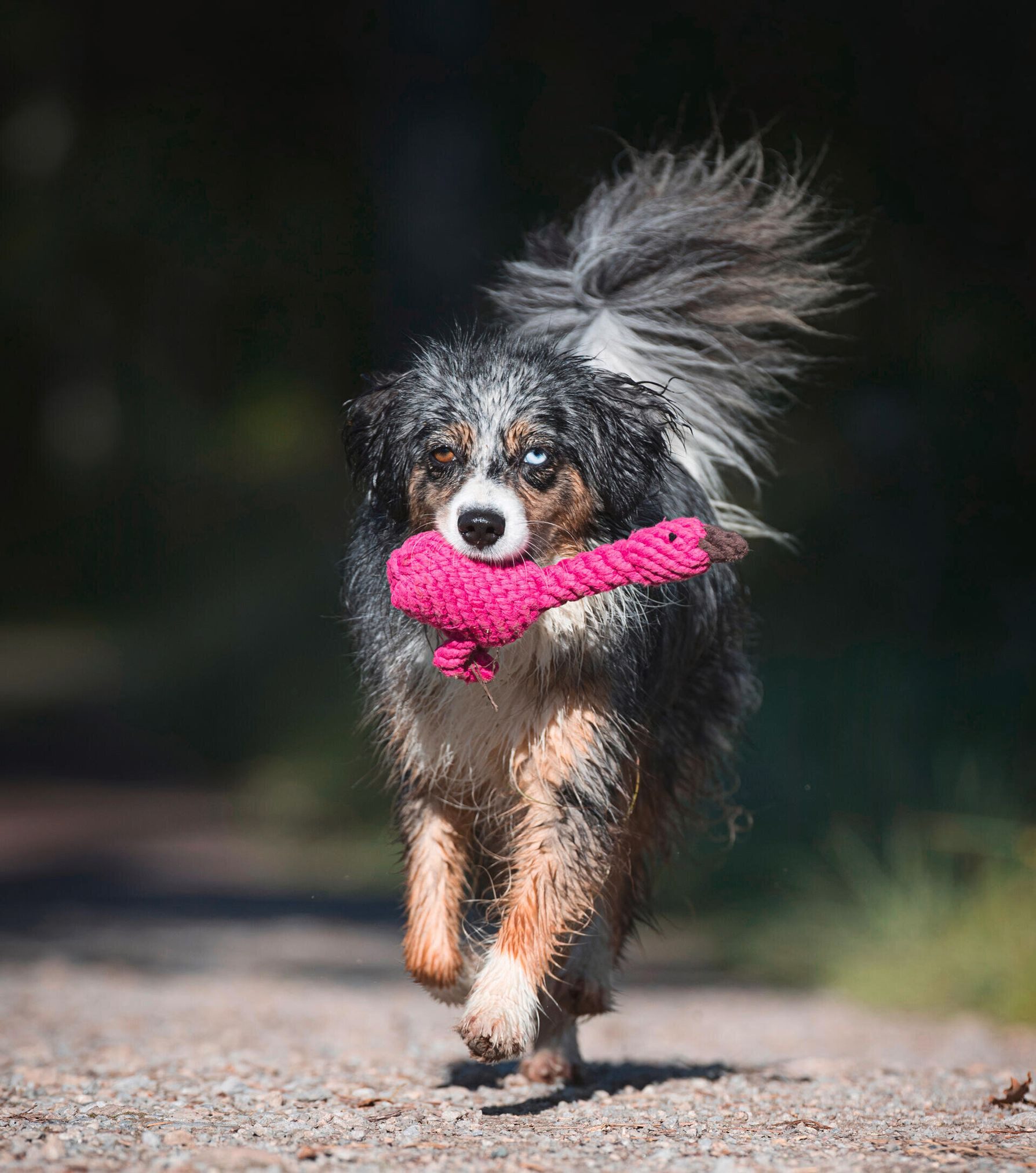 Laboni Outdoor-Spielzeug Laboni Hundespielzeug Franzi Flamingo günstig online kaufen