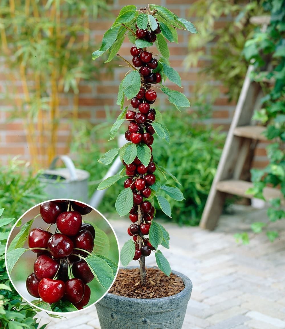 BALDUR Garten Süßkirschenbaum Säulen-Kirsche 'Stella', 1 St., Selbstbefruchtend, winterhart, mehrjährig, pflegeleicht, robust