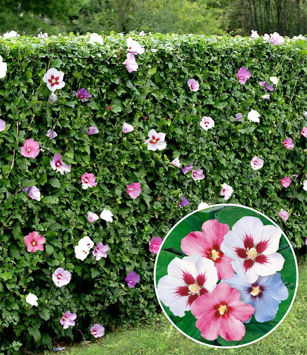 BALDUR Garten Hecken Hibiskus-Hecke, 5 St., Roseneibisch, blickdicht,winterhart, mehrjährig, pflegeleicht