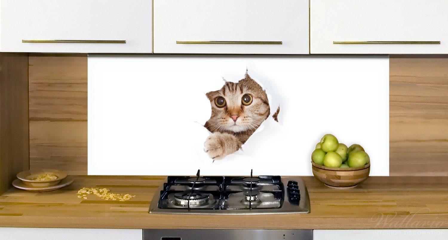 Blick vorn, Wallario Katze mit (1-tlg) Küchenrückwand nach