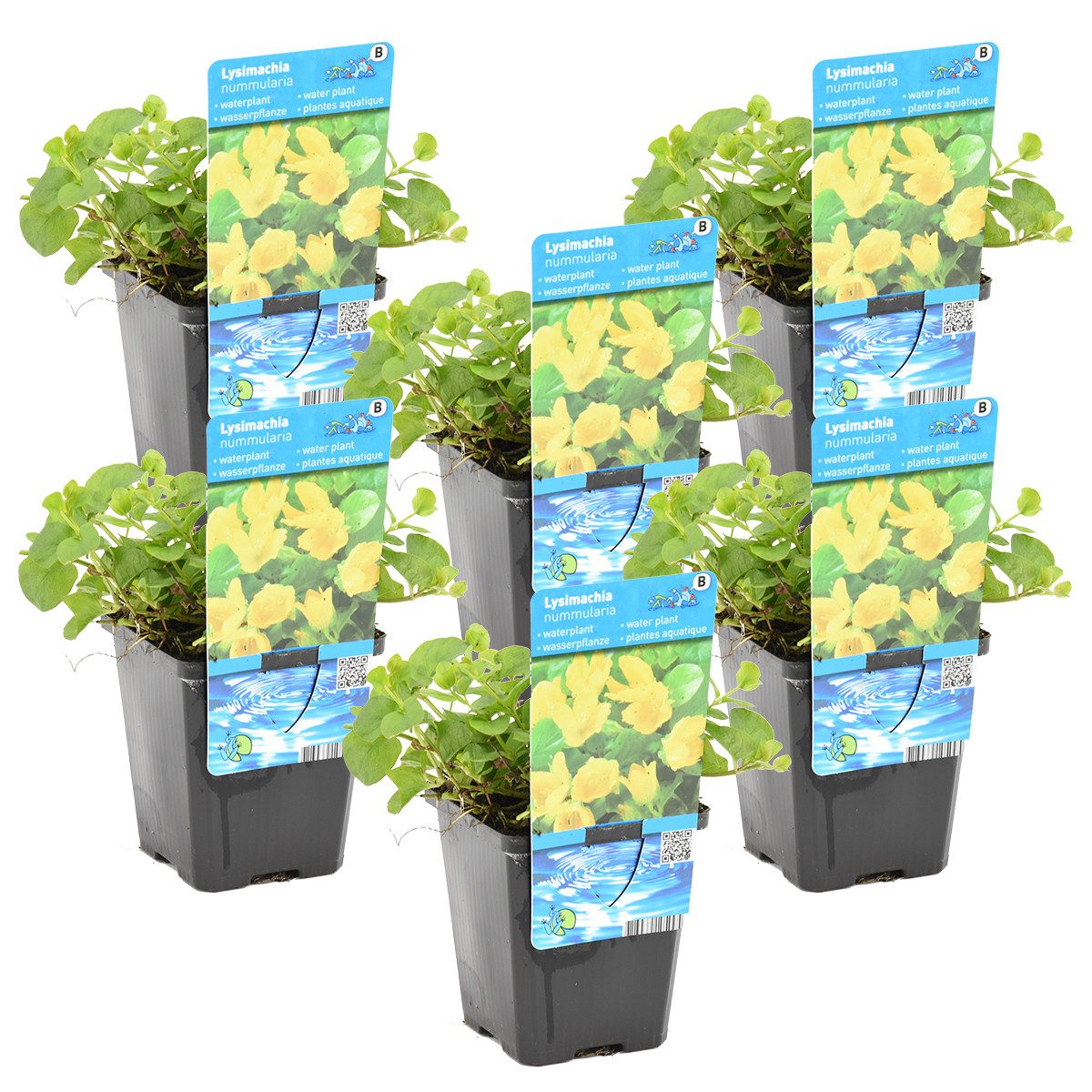Bloomique Wasserpflanze 6er-Set Lysimachia Nummularia, Pfennigkraut, 10-20 cm, Topf 9 cm, 6 St.