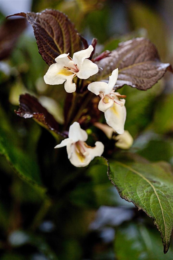 Pflanzen für Dich Hecken Weigela florida Ebony and Ivory, 1 St., Weigelie, dunkelblättrig, weißblühend