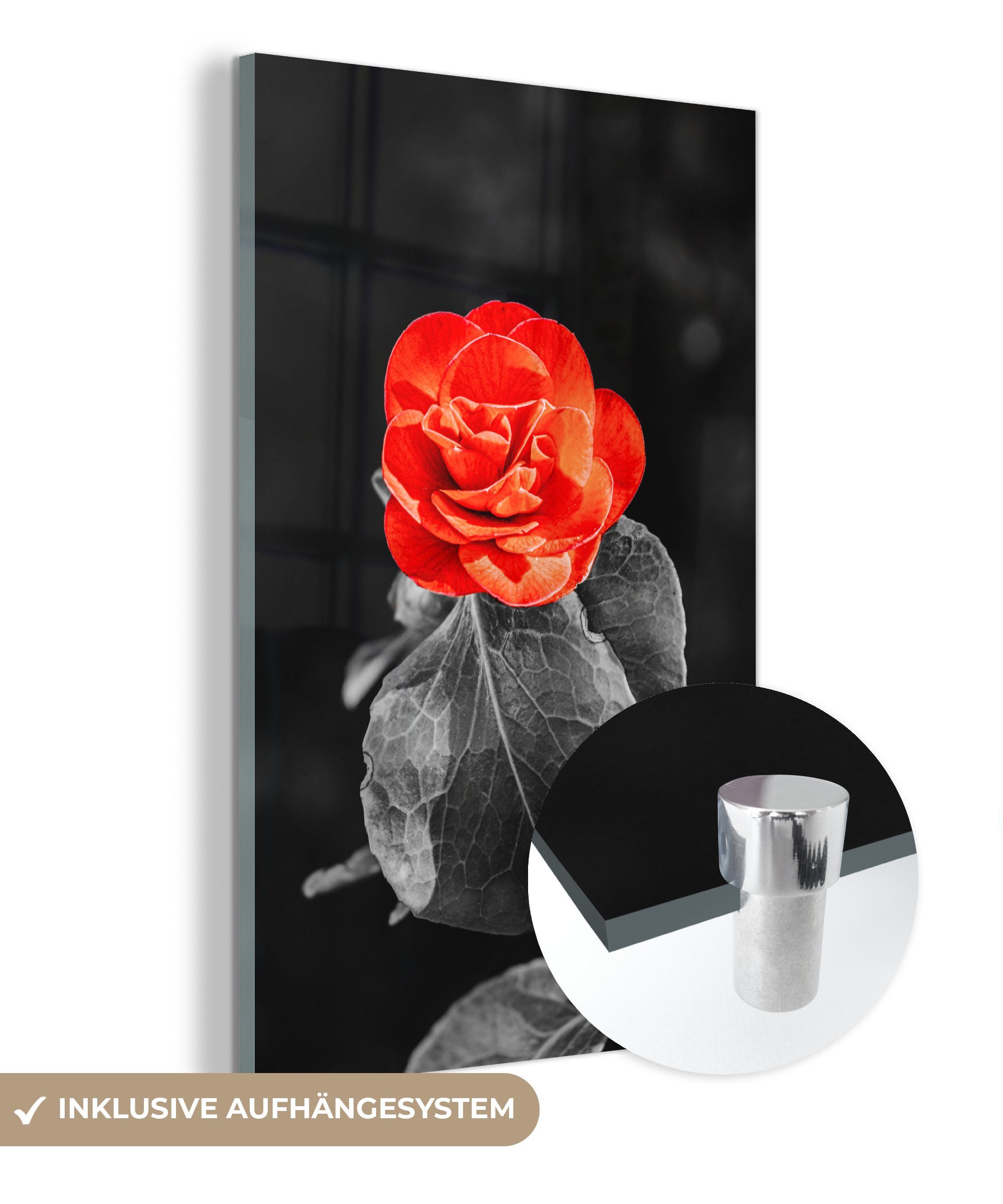 MuchoWow Acrylglasbild Blumen - Schwarz - Weiß - Rose - Rot, (1 St), Glasbilder - Bilder auf Glas Wandbild - Foto auf Glas - Wanddekoration bunt