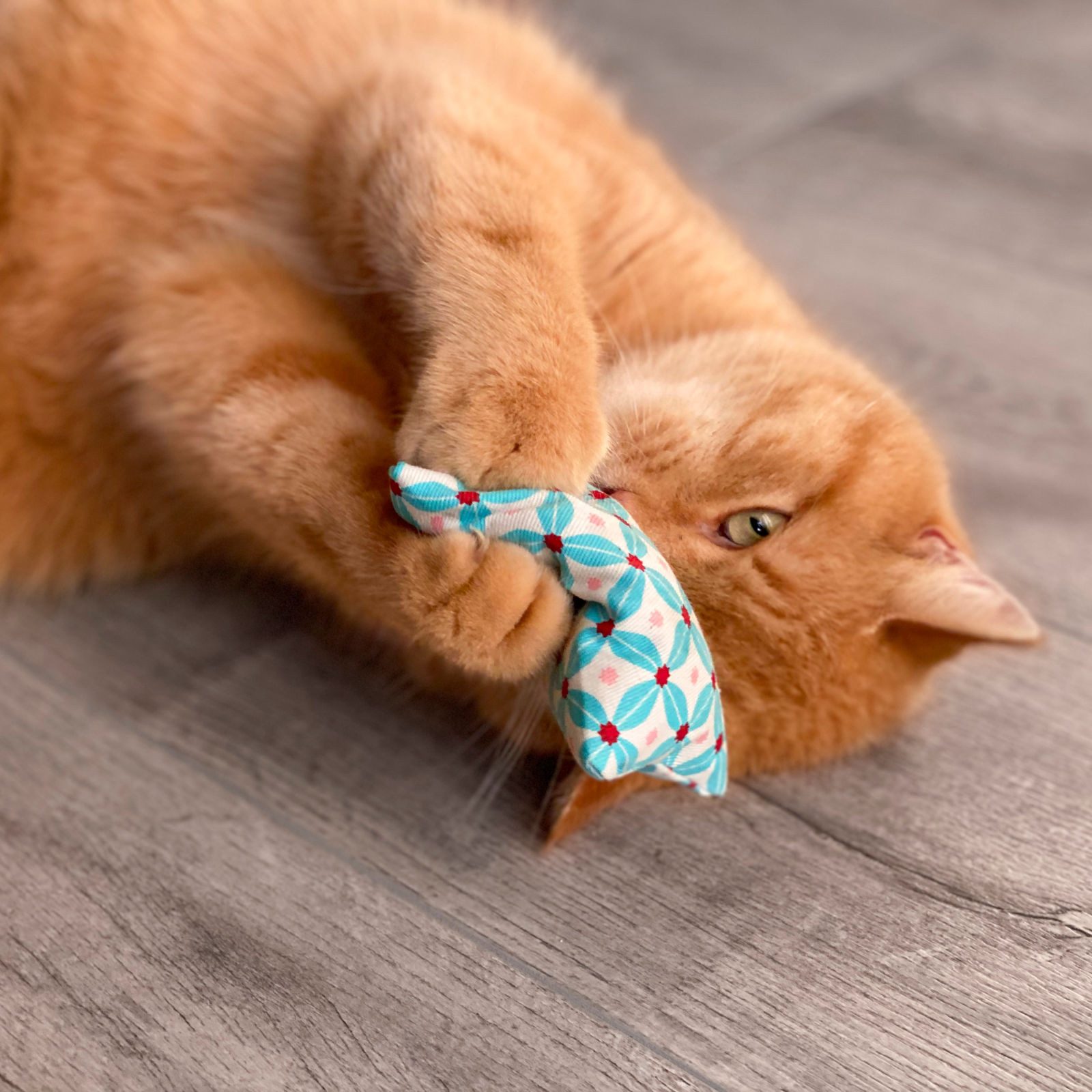 Aumüller Raschelkissen Schmusekissen für Katzen mit Katzenminze, Katzenspielkissen Minzini...