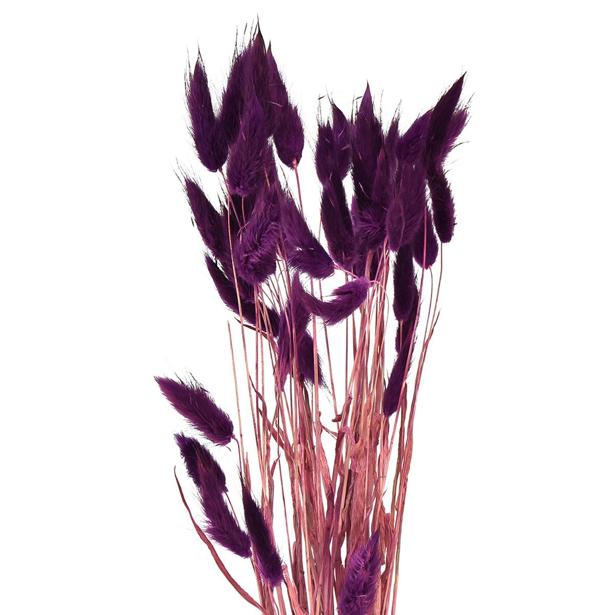 Trockenblume Samtgras Violett Hasenschwanz-Gras Lagurus Trockengras günstig online kaufen