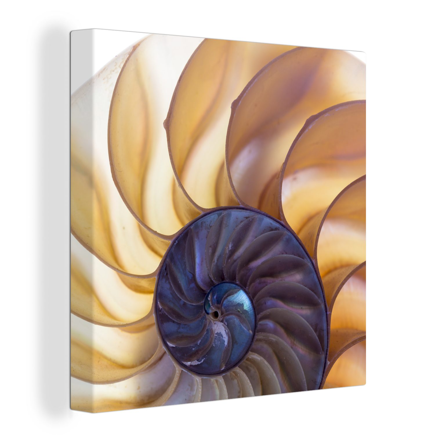 OneMillionCanvasses® Leinwandbild Muschel - Blau - Meer, (1 St), Leinwand Bilder für Wohnzimmer Schlafzimmer | Leinwandbilder