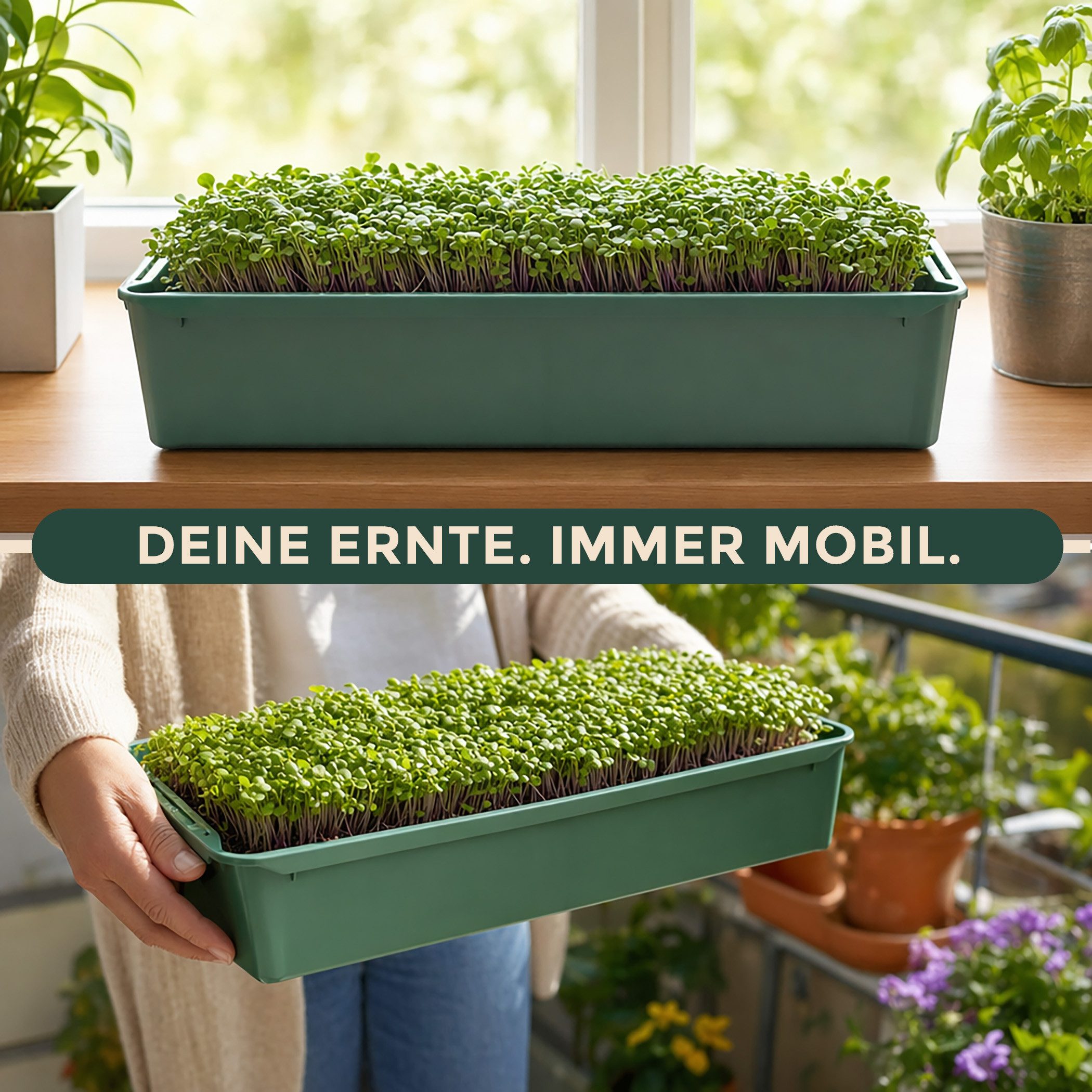 Hausfelder Pflanzschale Pikierschale, Anzuchtschale Grün, 32x58x11cm, 1 Stück (1er Set, 1 St), als Pflanzwanne, Blumenkasten oder Anzuchtschale nutzbar.